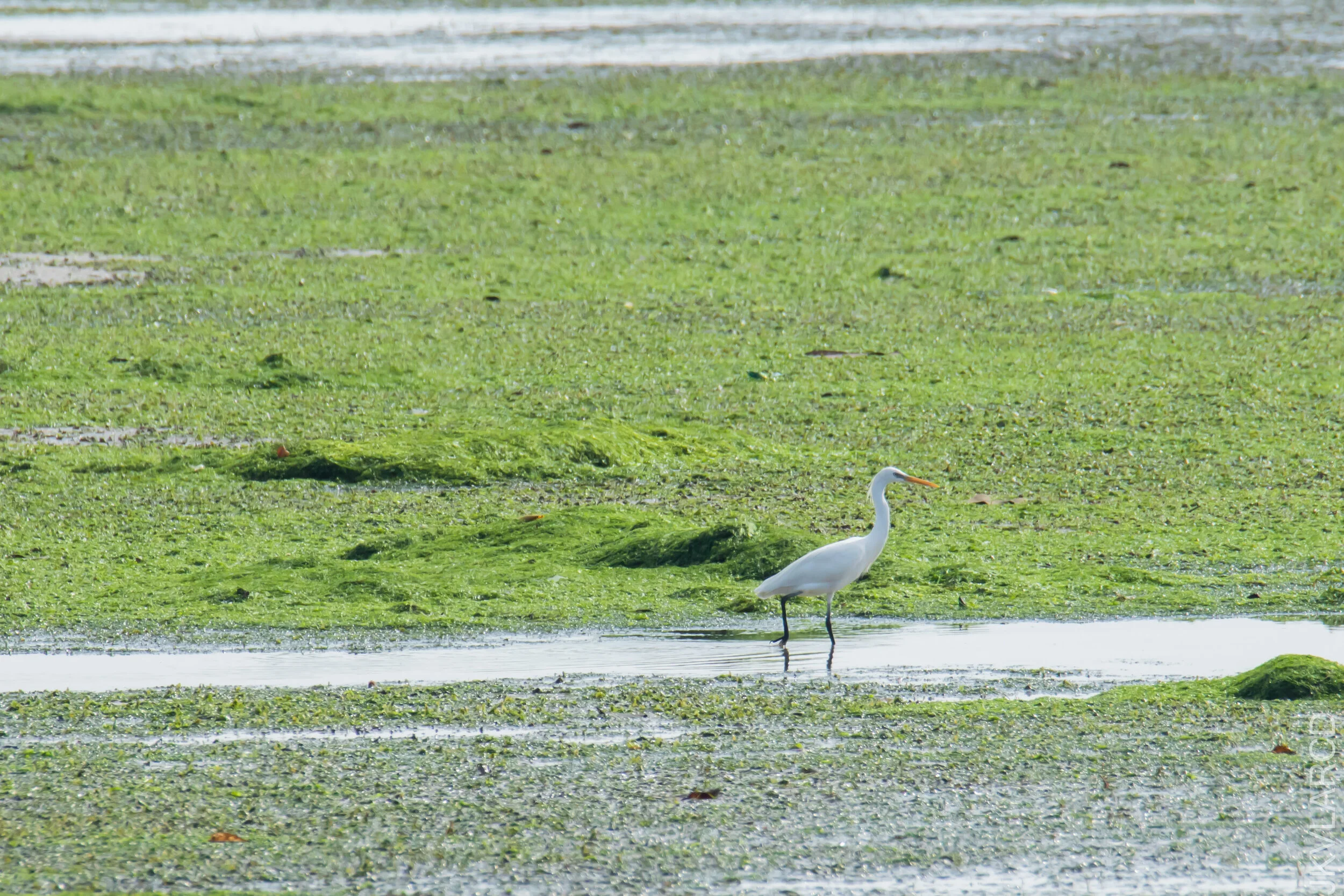 EOS 7D Mark II_2021_04_18_6061.jpg