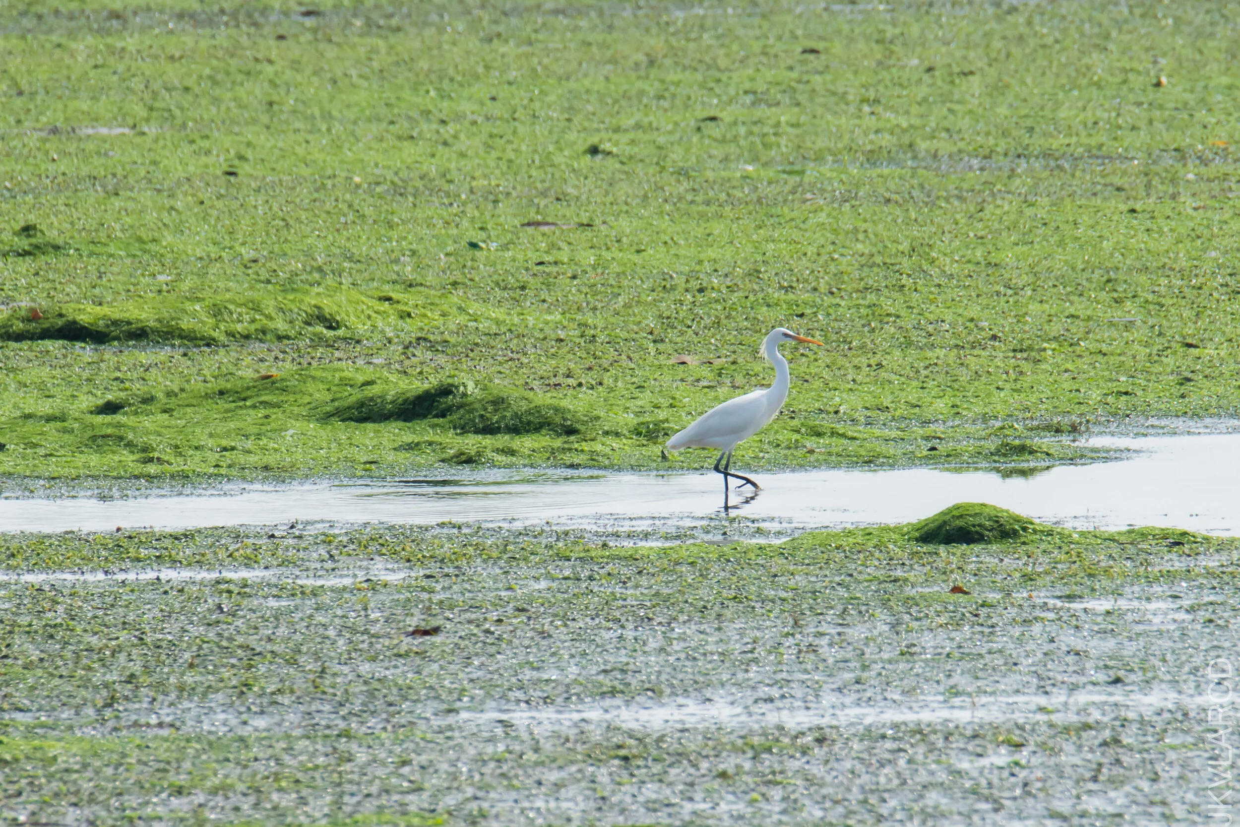 EOS 7D Mark II_2021_04_18_6065.jpg