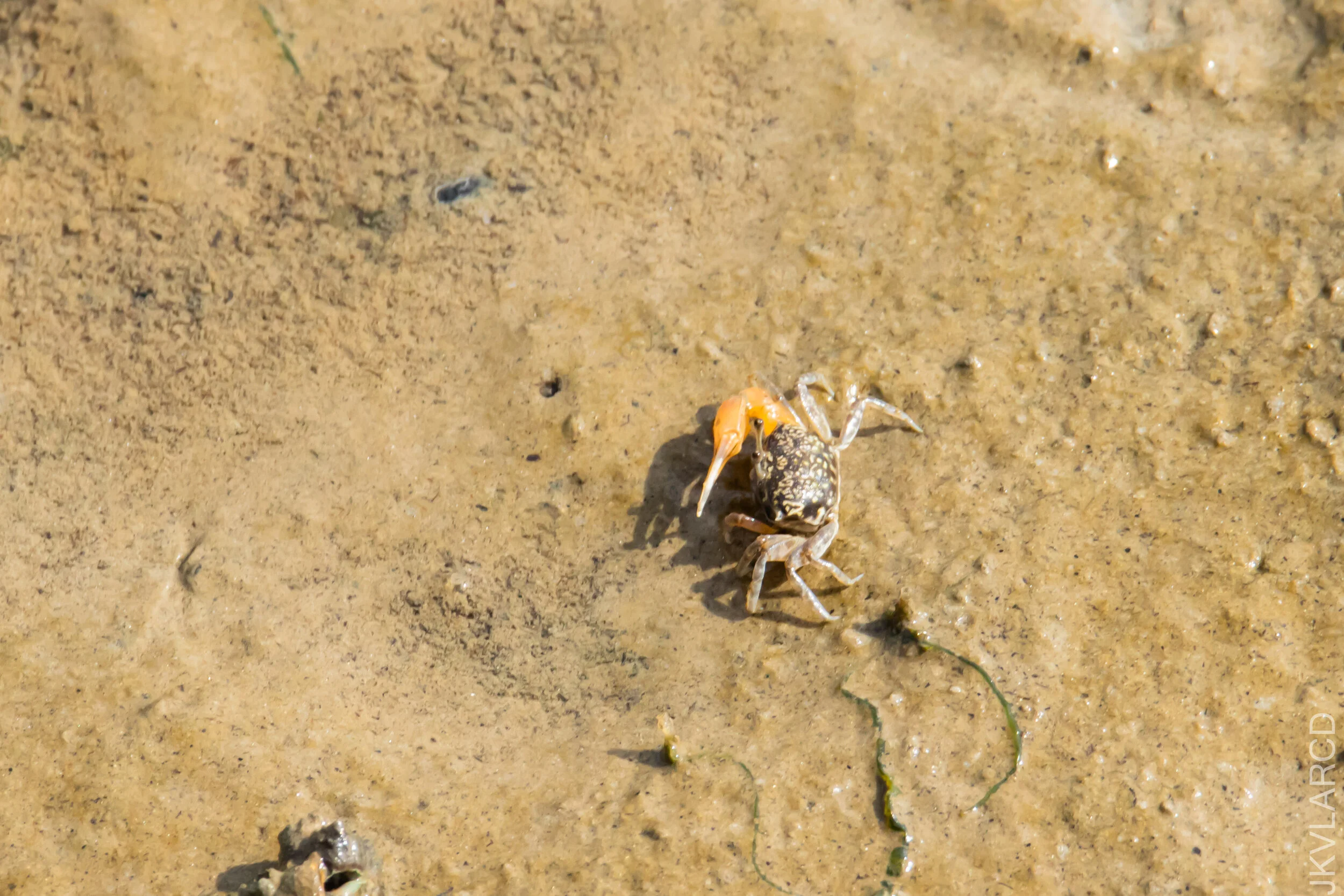 EOS 7D Mark II_2021_04_18_6106.jpg