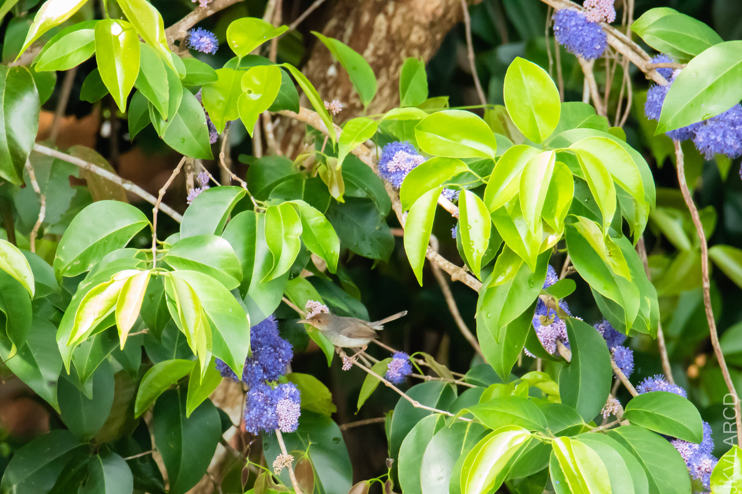 EOS 7D Mark II_2021_04_18_6145.jpg