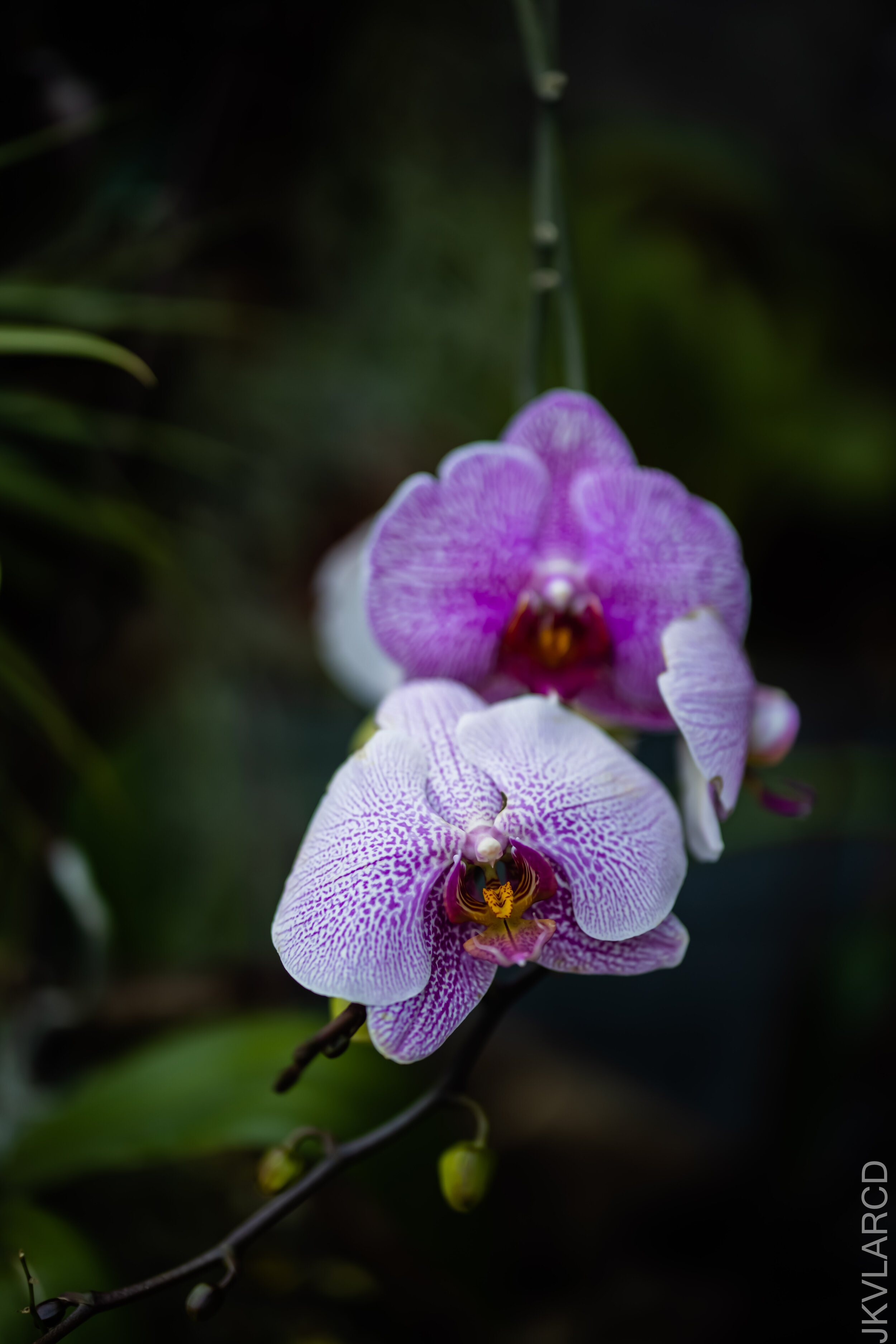EOS R5_2021_10_16_8018.jpg