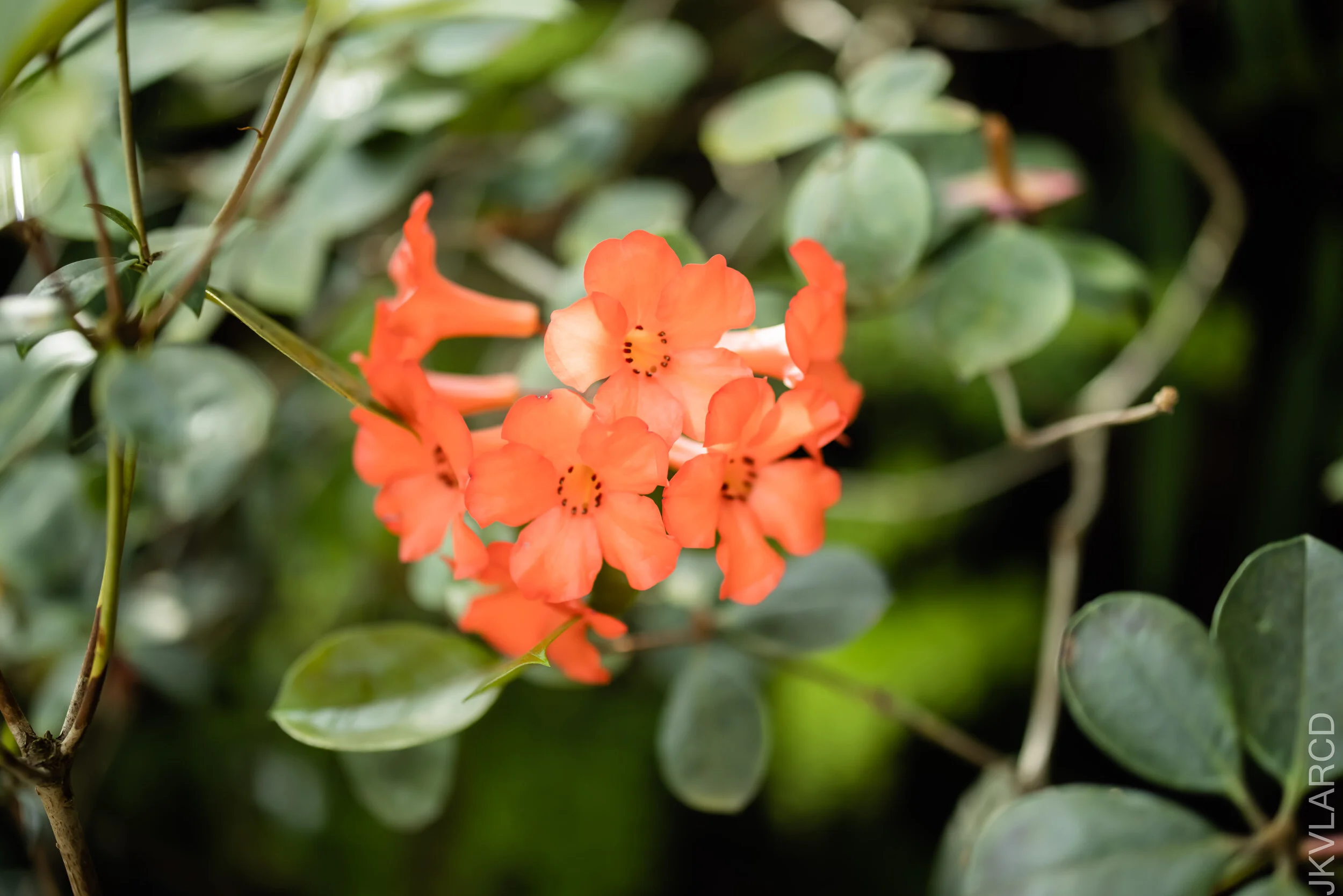 EOS R5_2021_10_16_8045.jpg