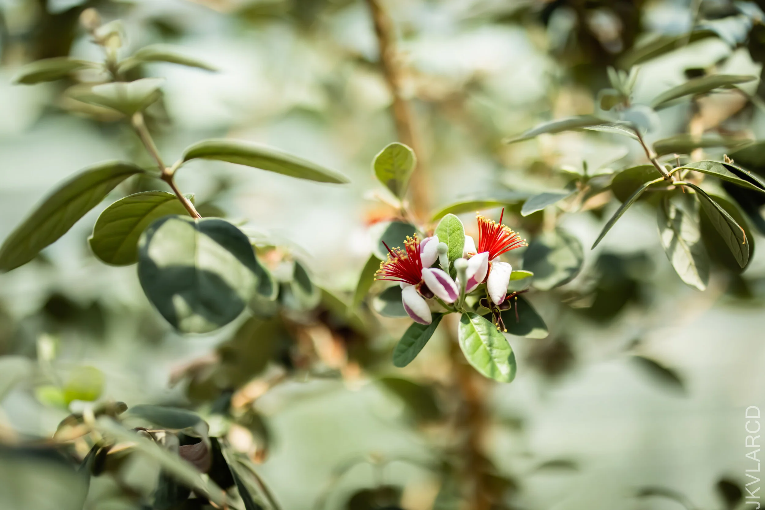 EOS R5_2021_10_16_8146.jpg