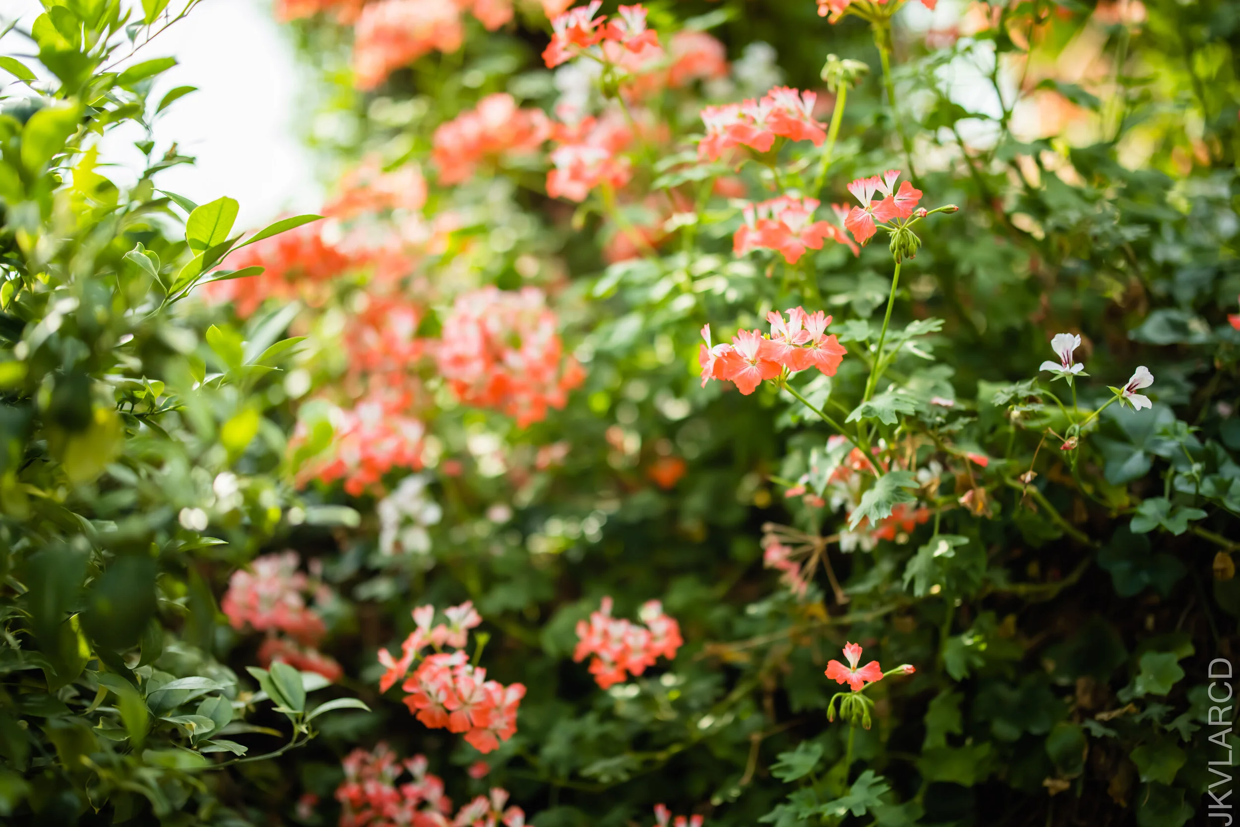 EOS R5_2021_10_16_8148.jpg