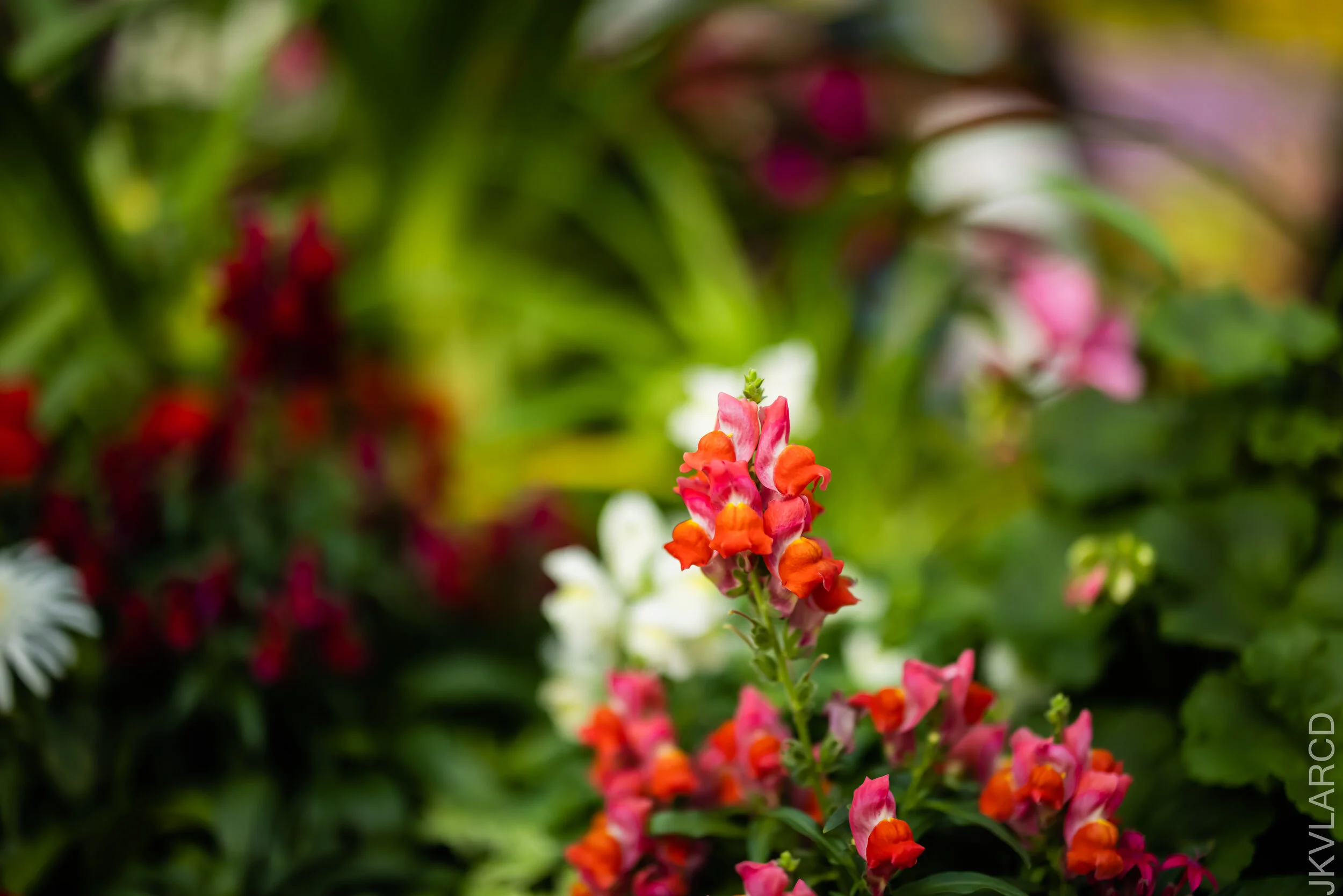 EOS R5_2021_10_16_8209.jpg