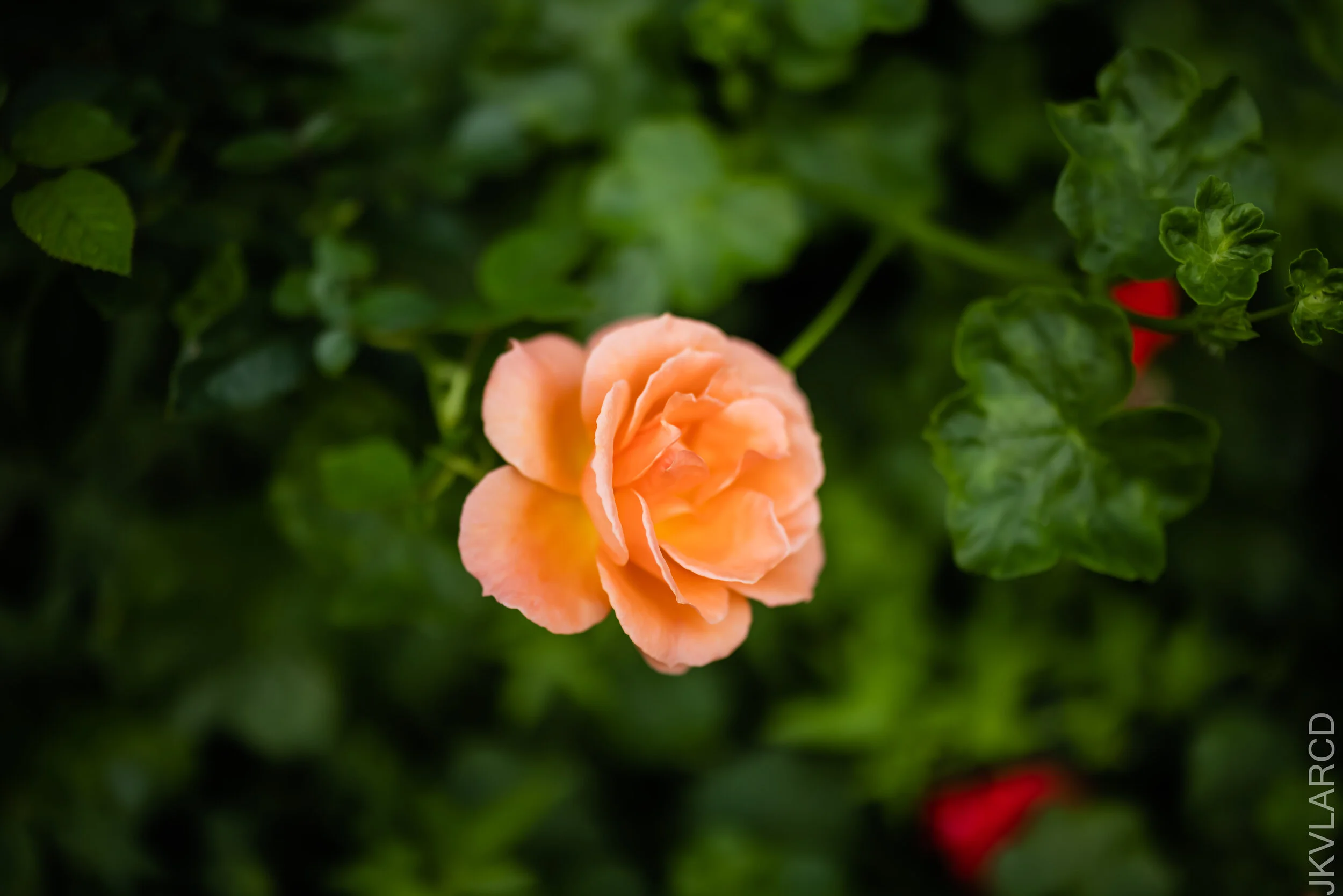 EOS R5_2021_10_16_8314.jpg