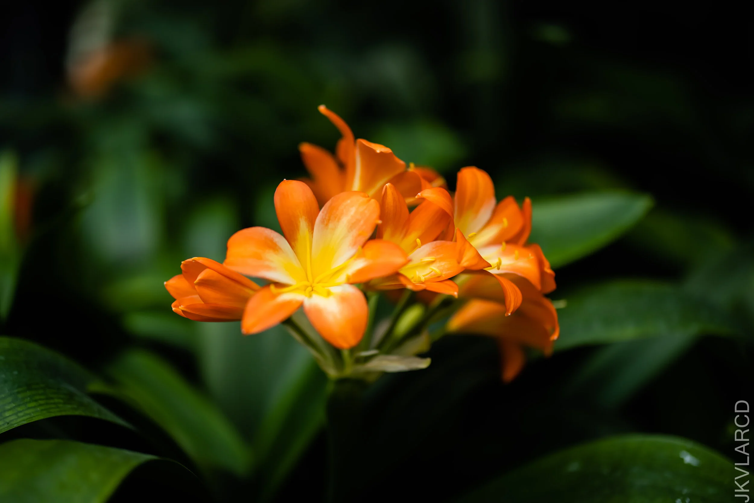 EOS R5_2021_10_16_8331.jpg