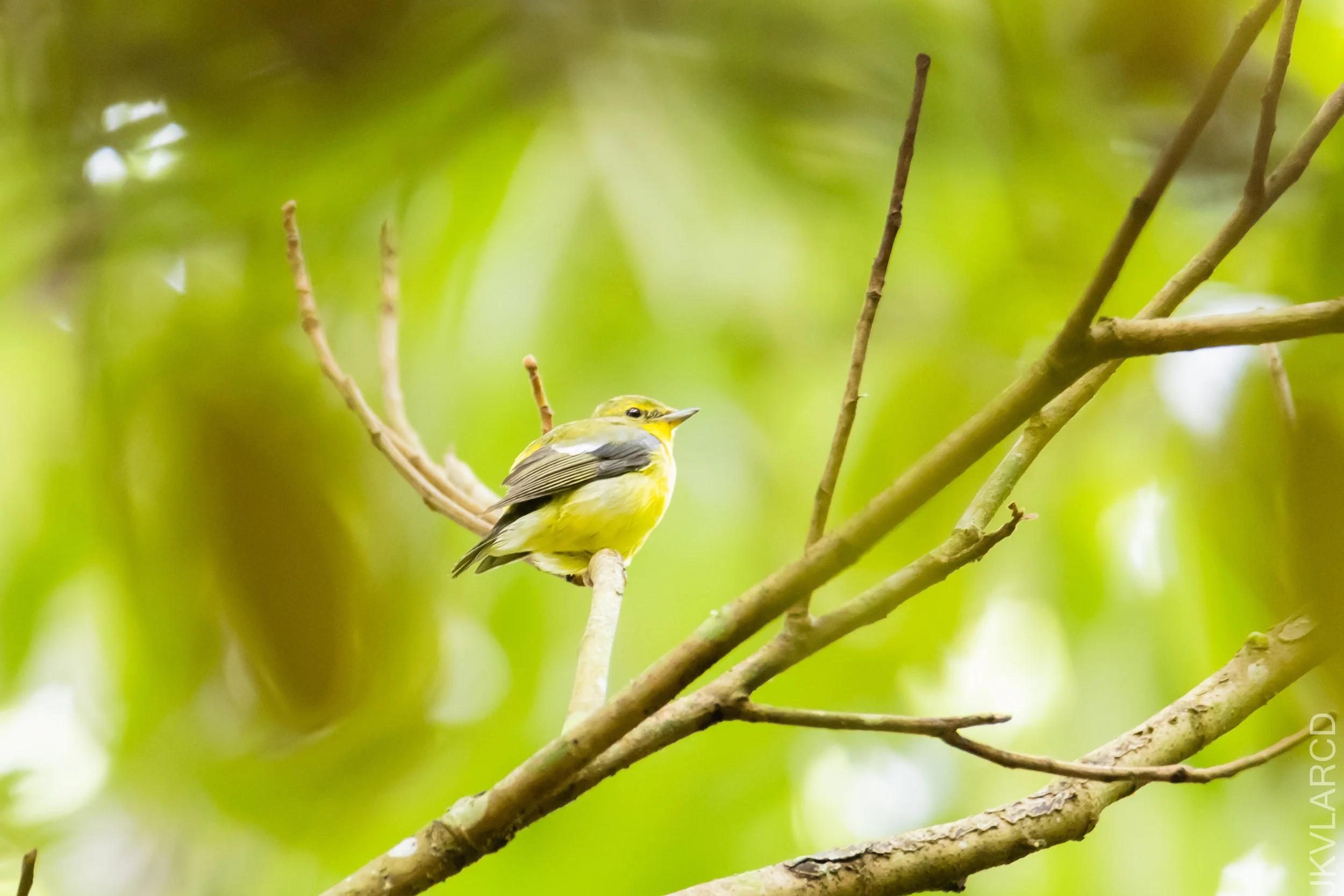 EOS R5_2021_12_19_1570-JKVLARCD-2.jpg