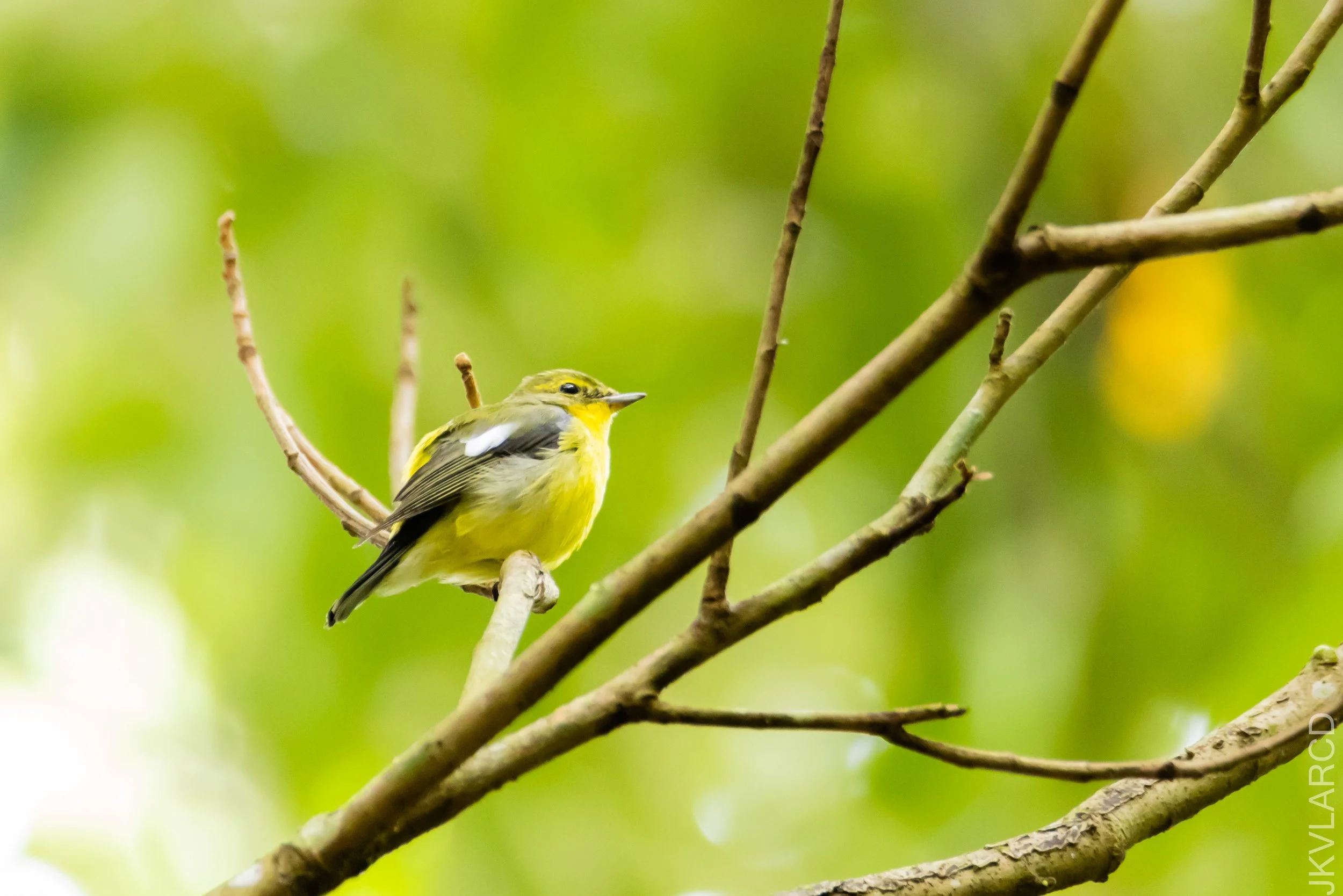 EOS R5_2021_12_19_1645-JKVLARCD-2.jpg