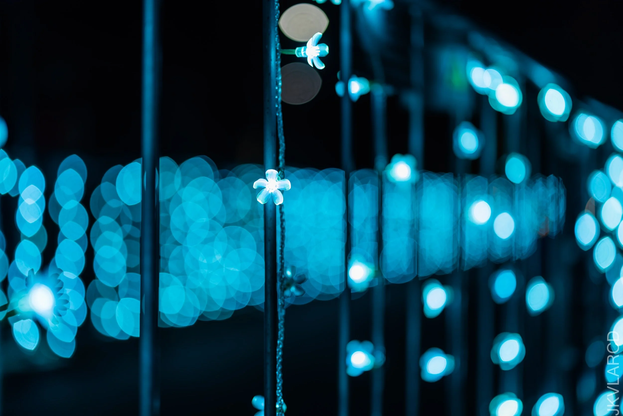 EOS R5_2021_12_24_2049.jpg