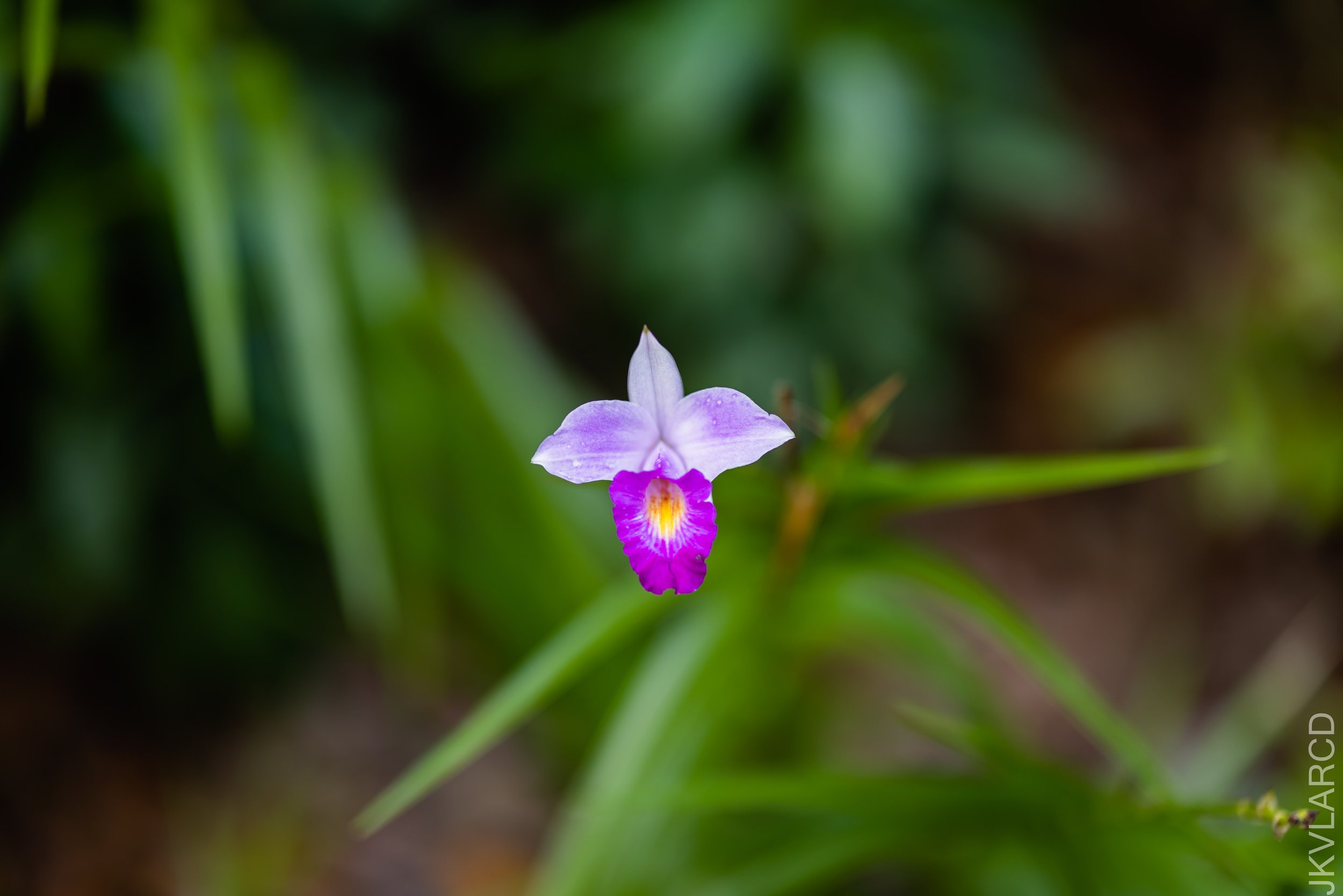 EOS R5_2022_04_18_4906.jpg