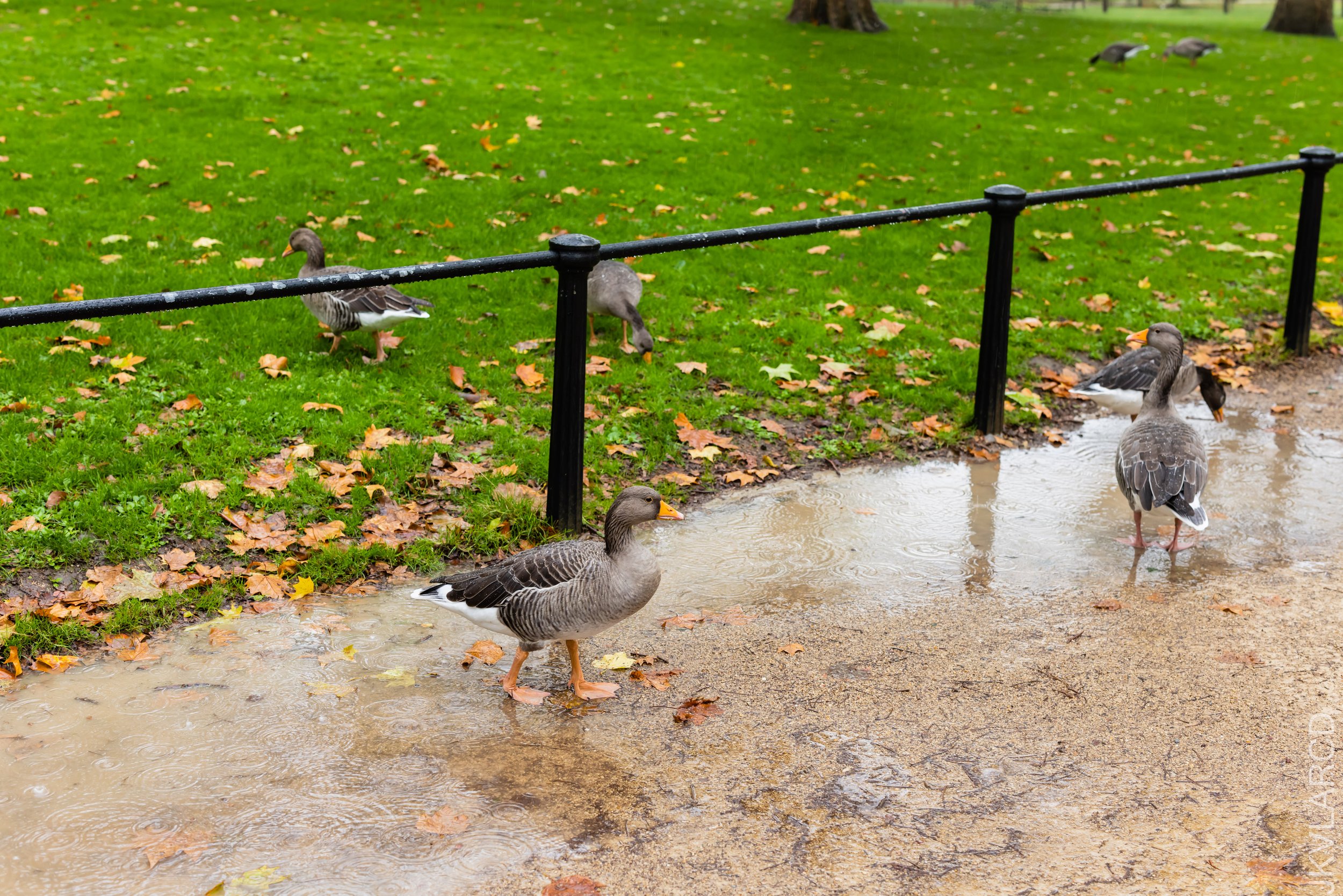 EOS R5_2022_10_23_7908.jpg