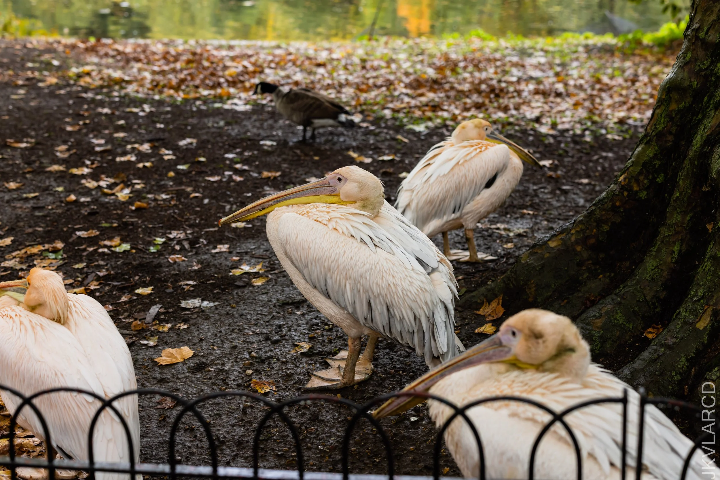 EOS R5_2022_10_23_7953.jpg