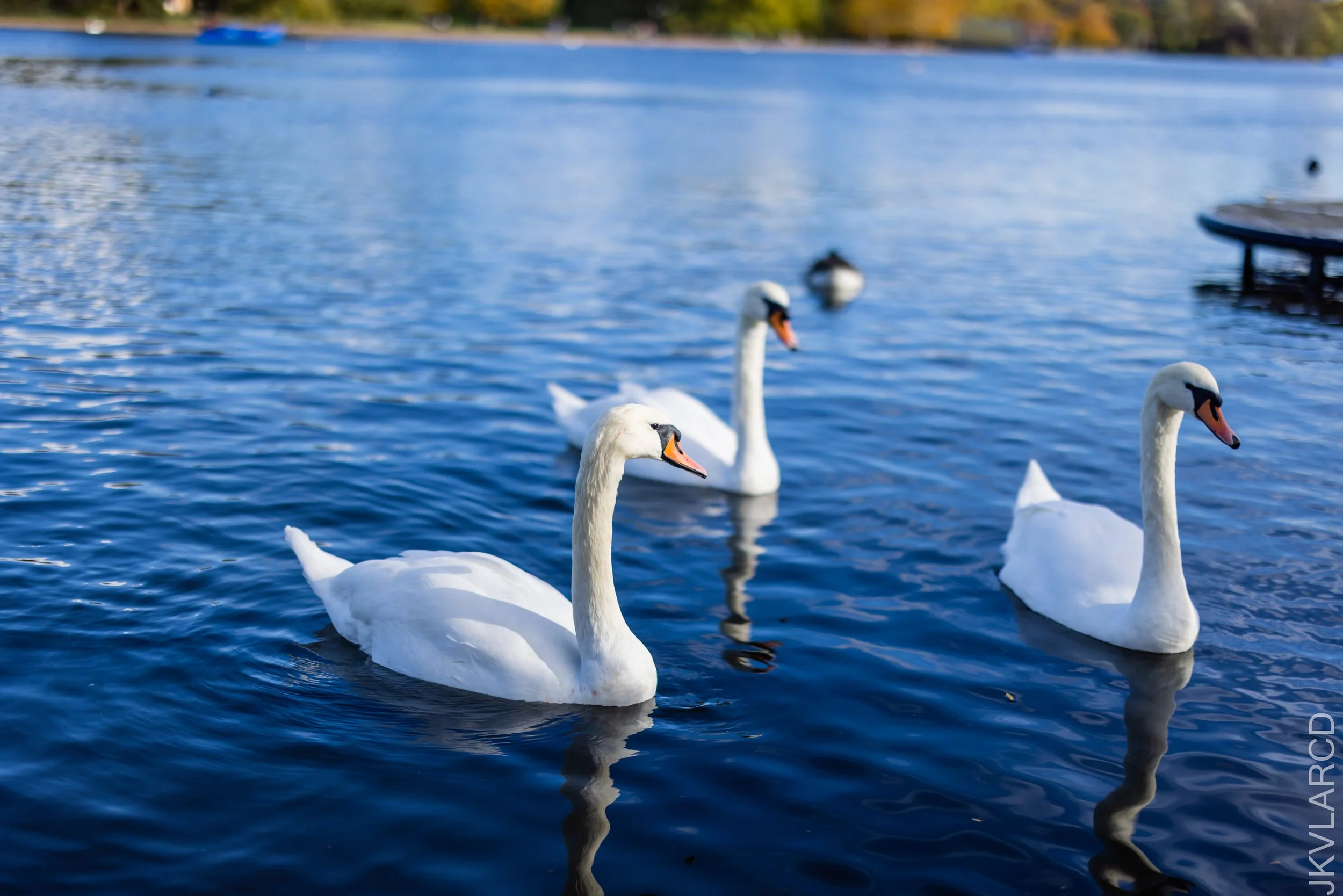 EOS R5_2022_10_24_8193.jpg