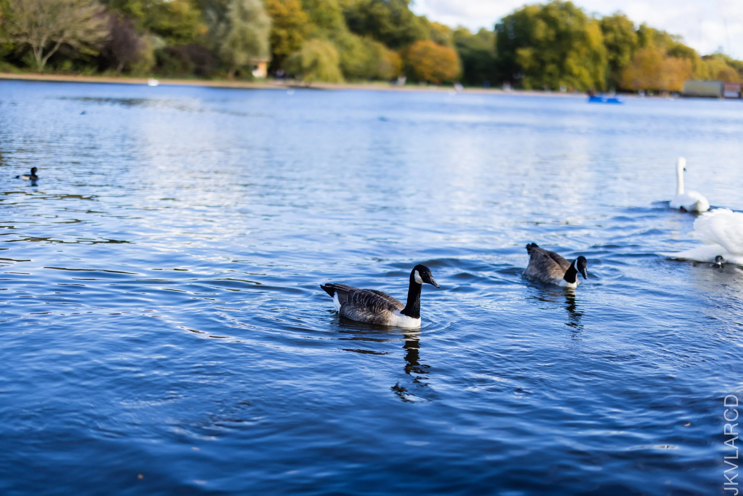 EOS R5_2022_10_24_8198.jpg