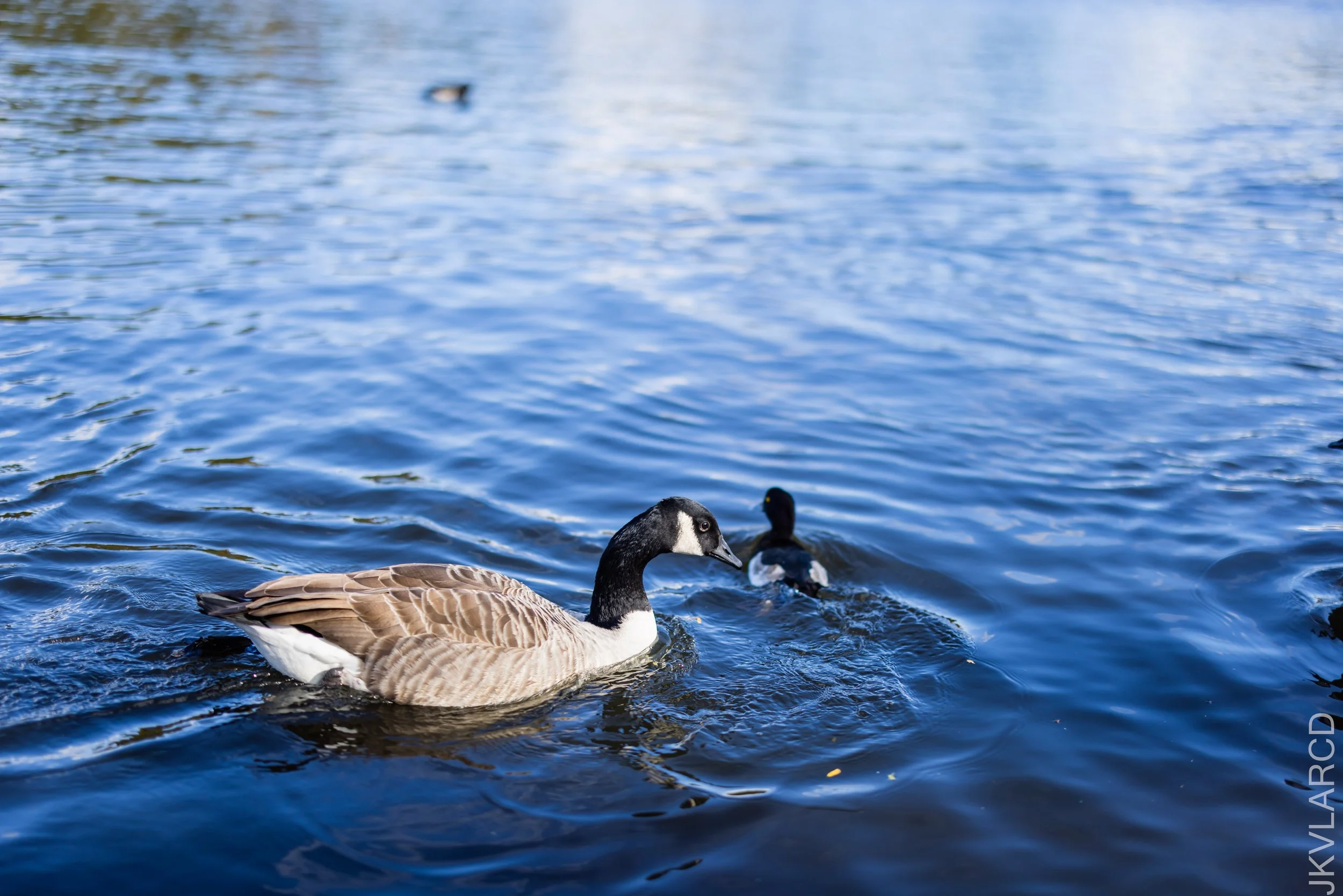 EOS R5_2022_10_24_8199.jpg