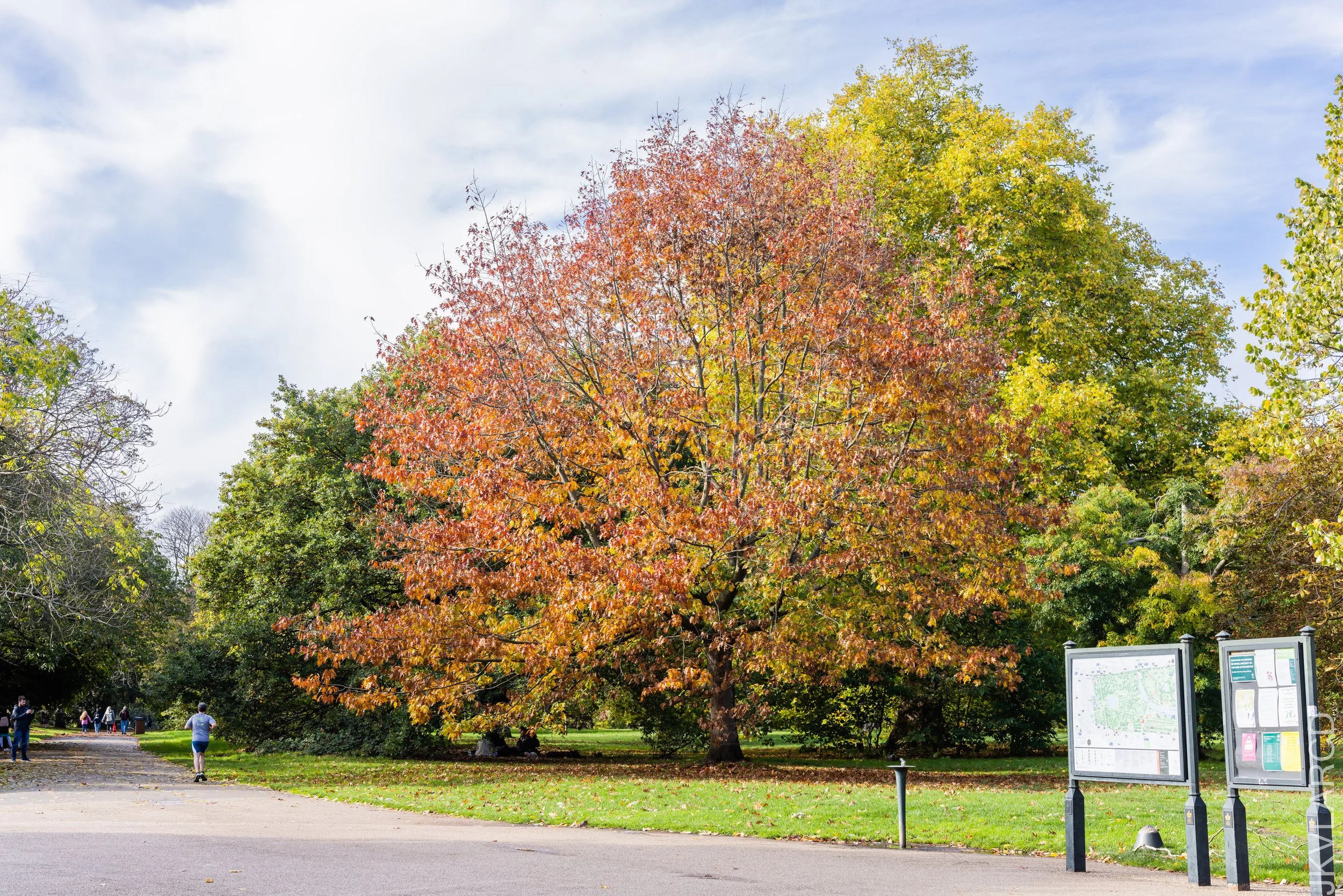 EOS R5_2022_10_24_8209.jpg