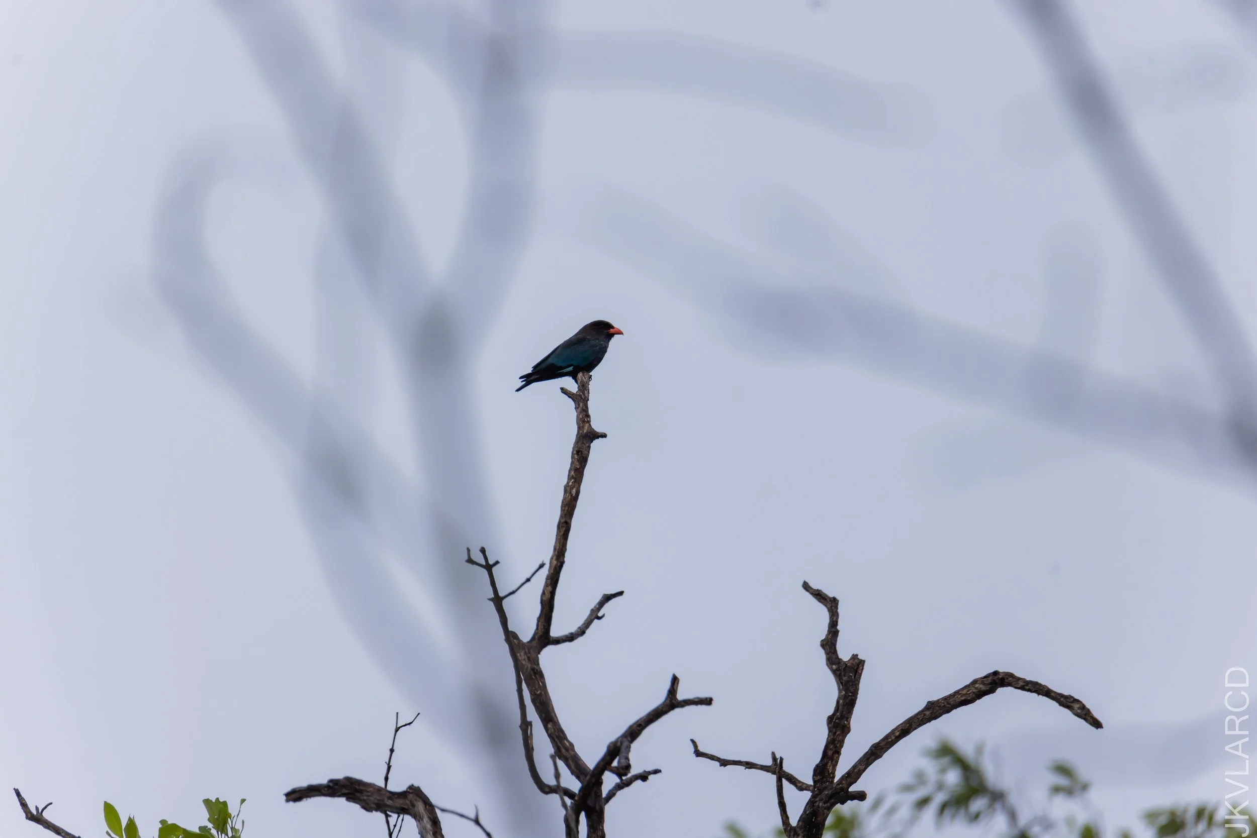 EOS R5_2023_01_28_1075.jpg