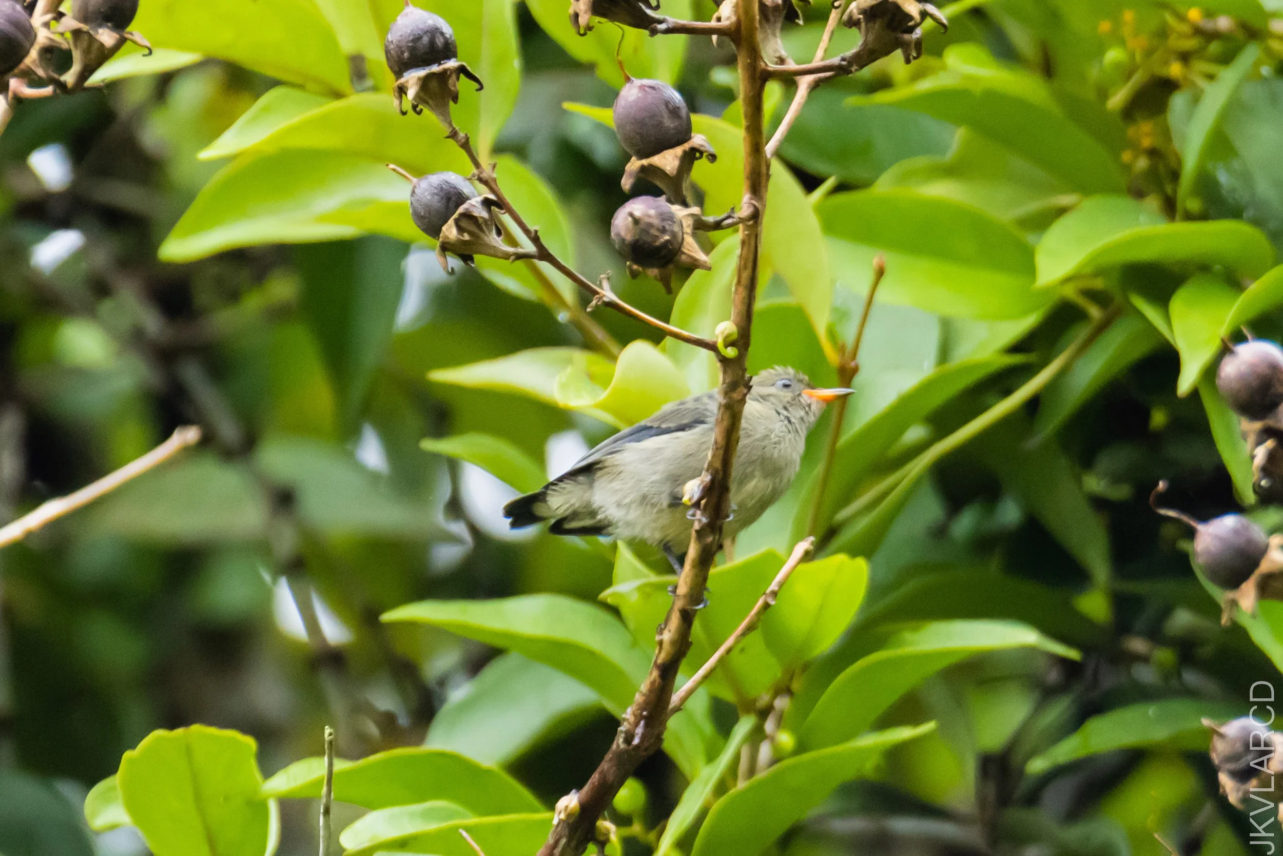 EOS R5_2023_01_28_1701.jpg