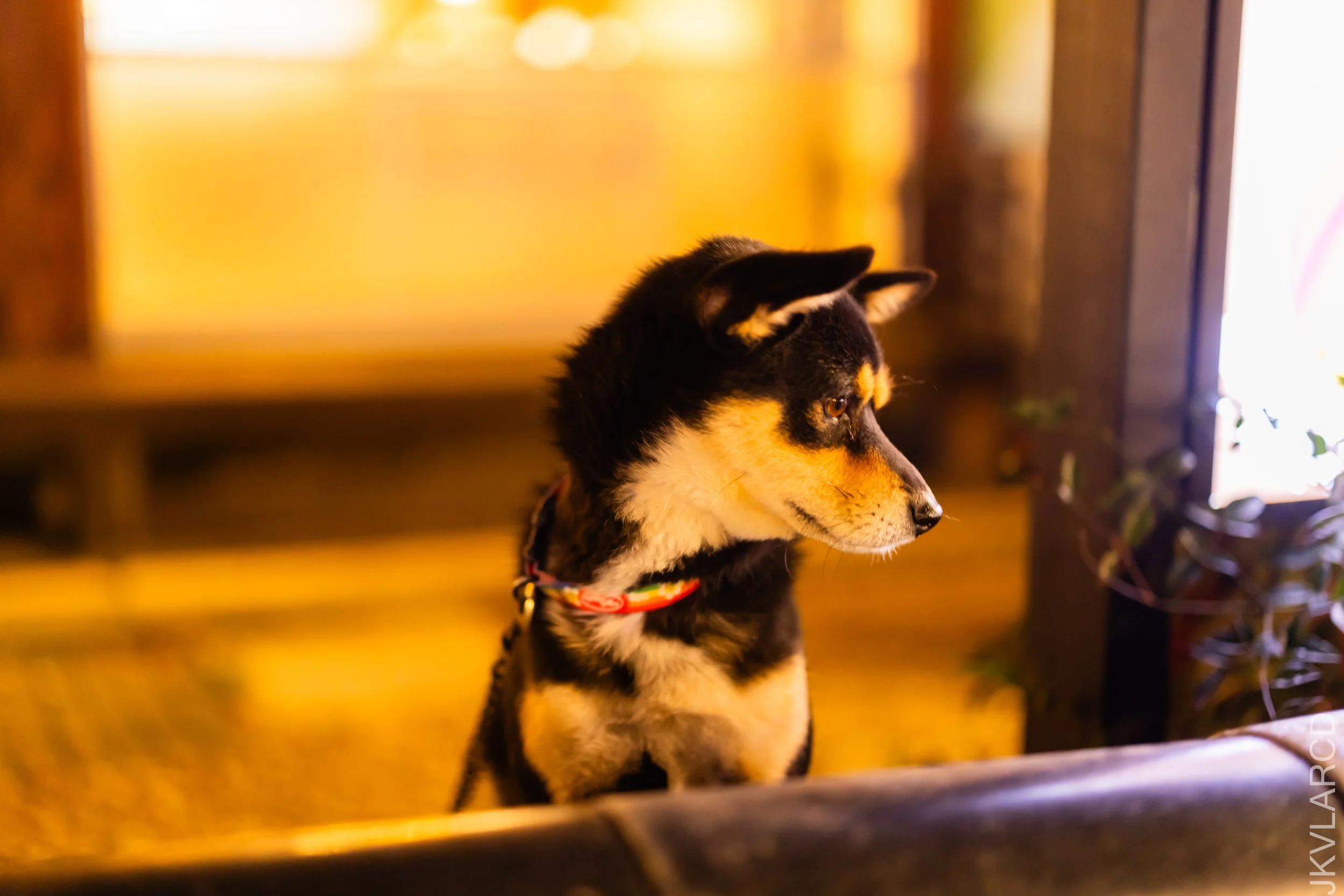 EOS R5_2023_11_07_9147.jpg