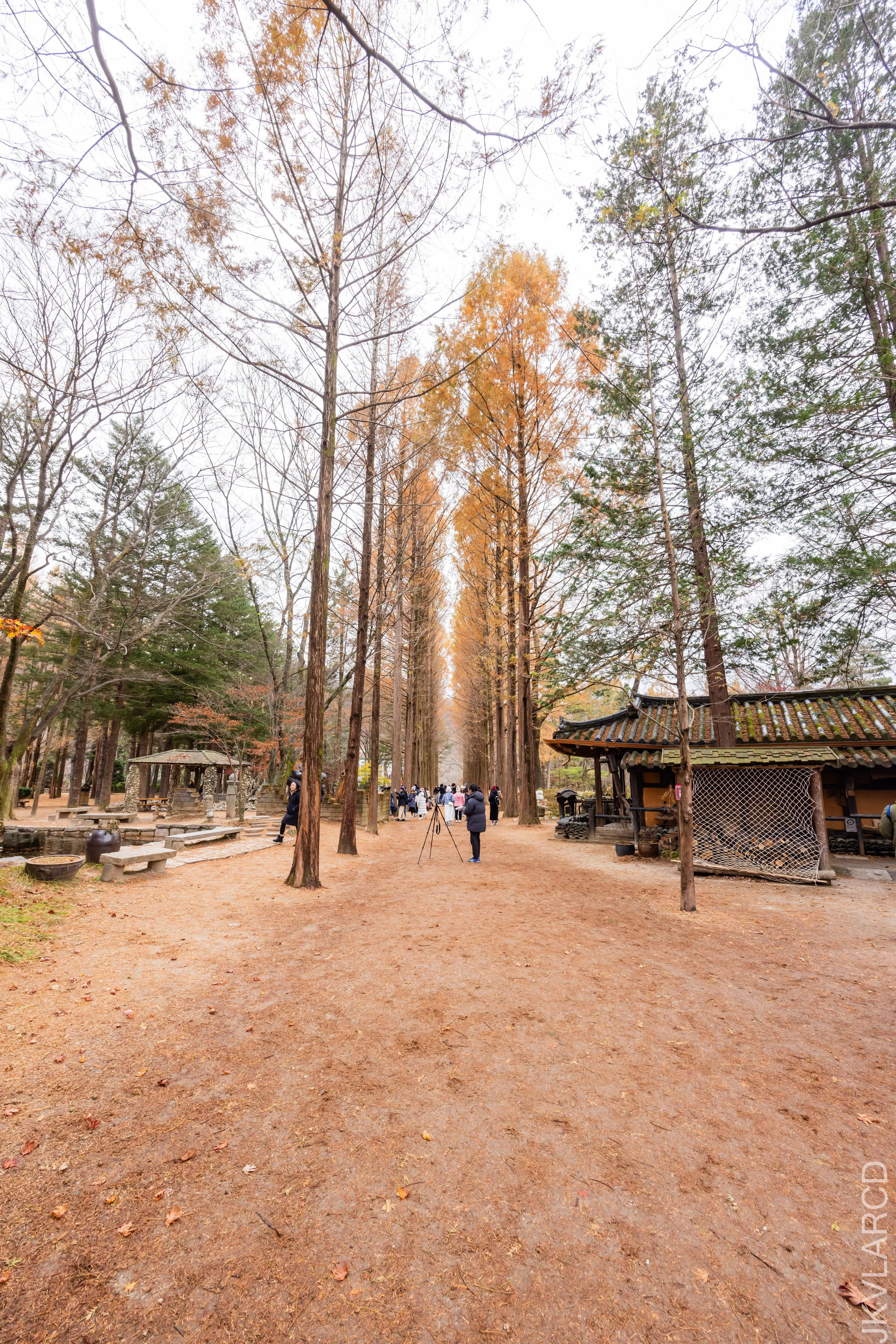 EOS R5_2023_11_17_0055.jpg