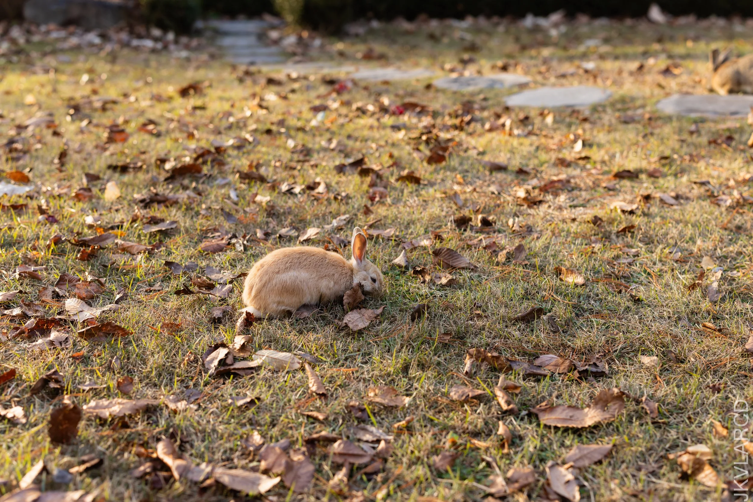 EOS R5_2023_11_17_0230.jpg