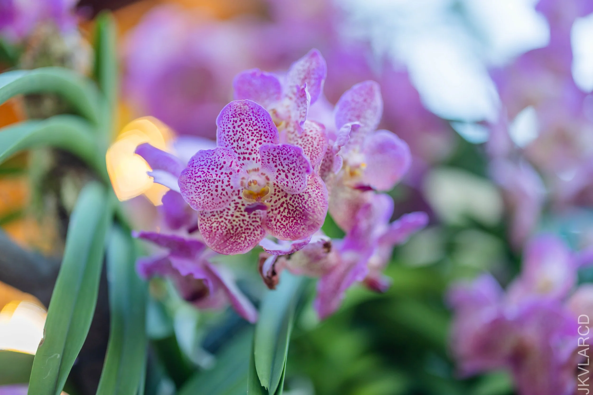 EOS R5_2024_12_07_0010.jpg