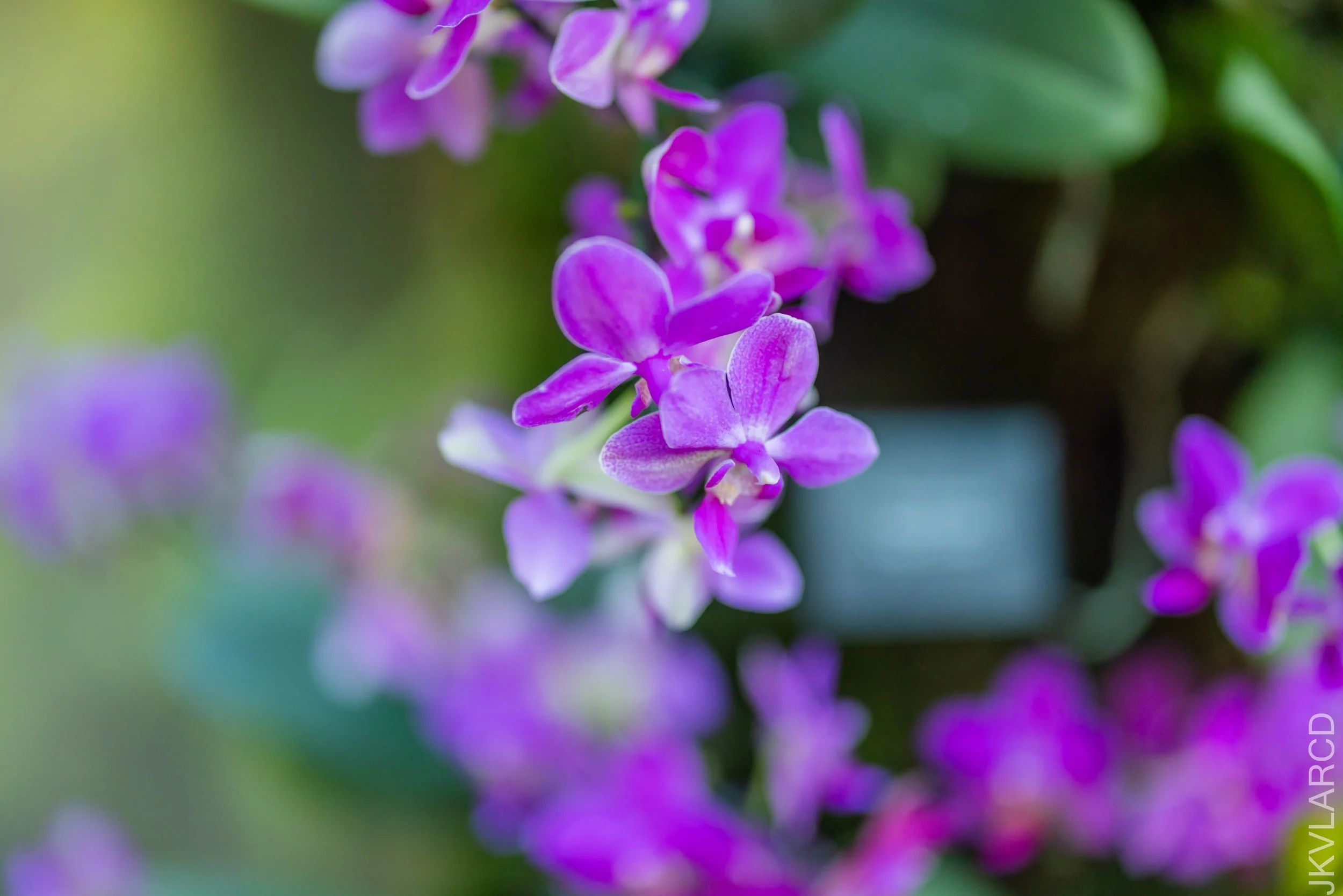 EOS R5_2024_12_07_0012.jpg