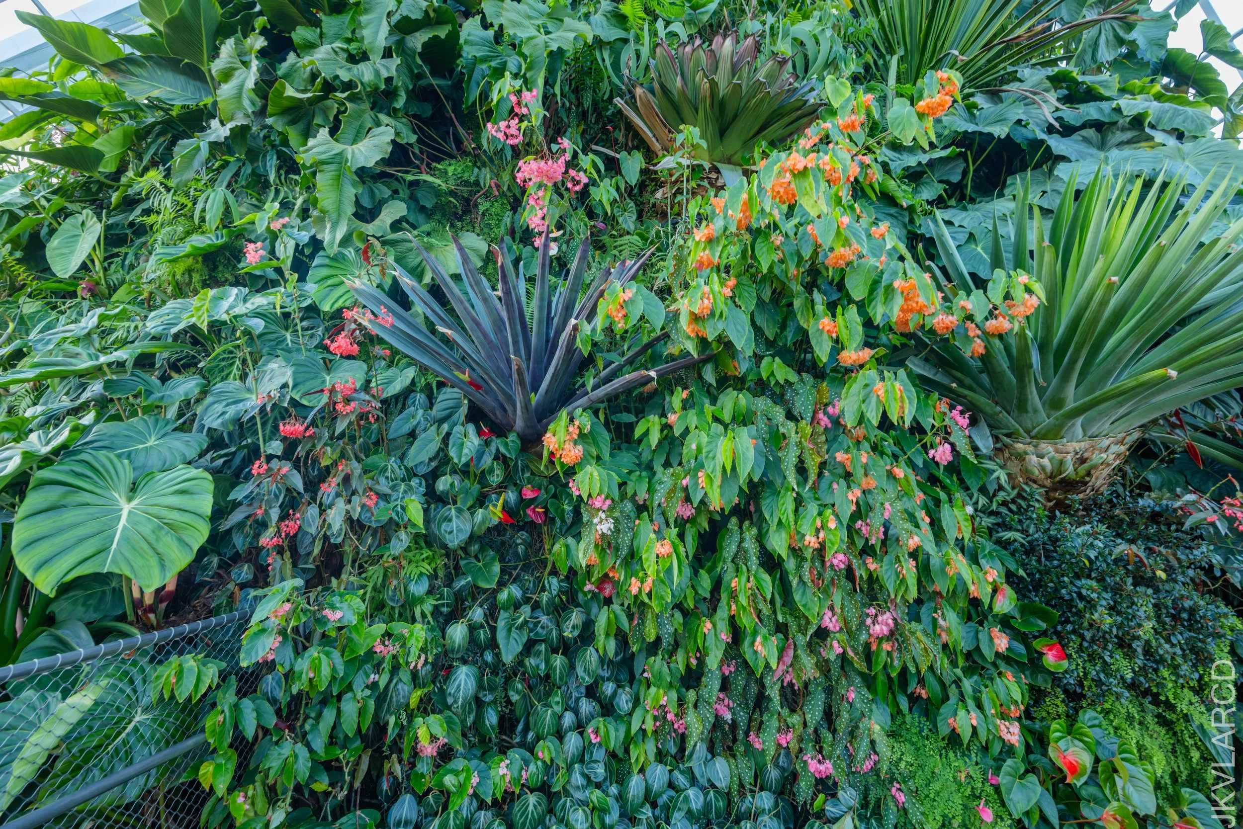 EOS R5_2024_12_07_0020.jpg