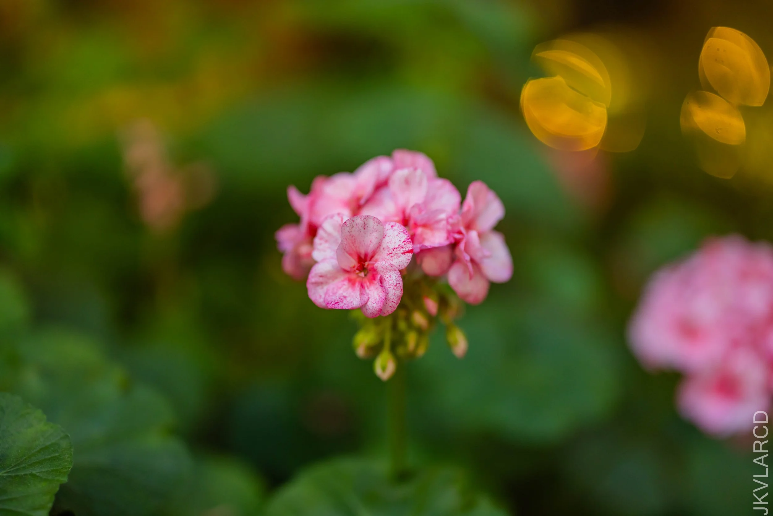 EOS R5_2024_12_07_0062.jpg