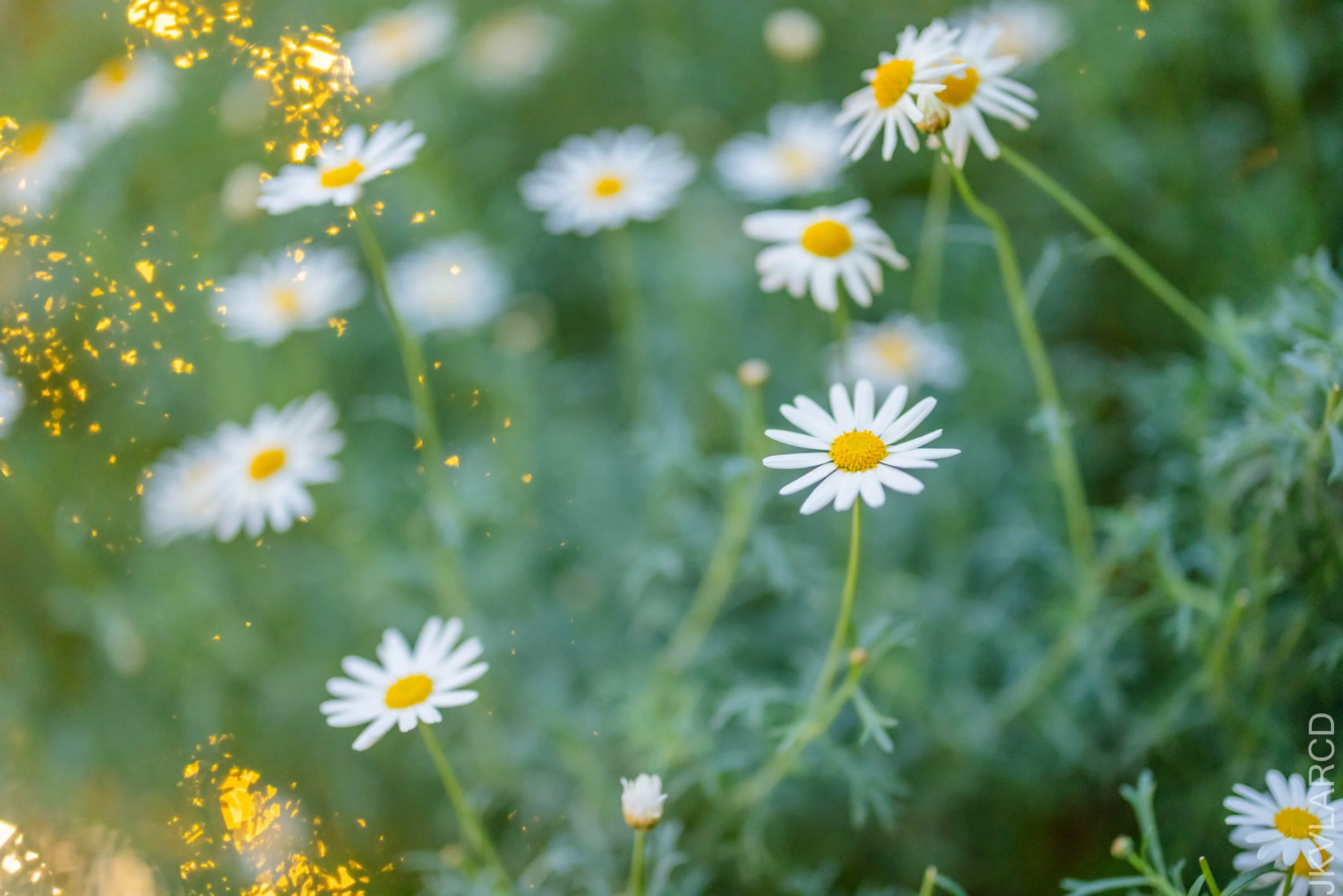 EOS R5_2024_12_07_0067.jpg