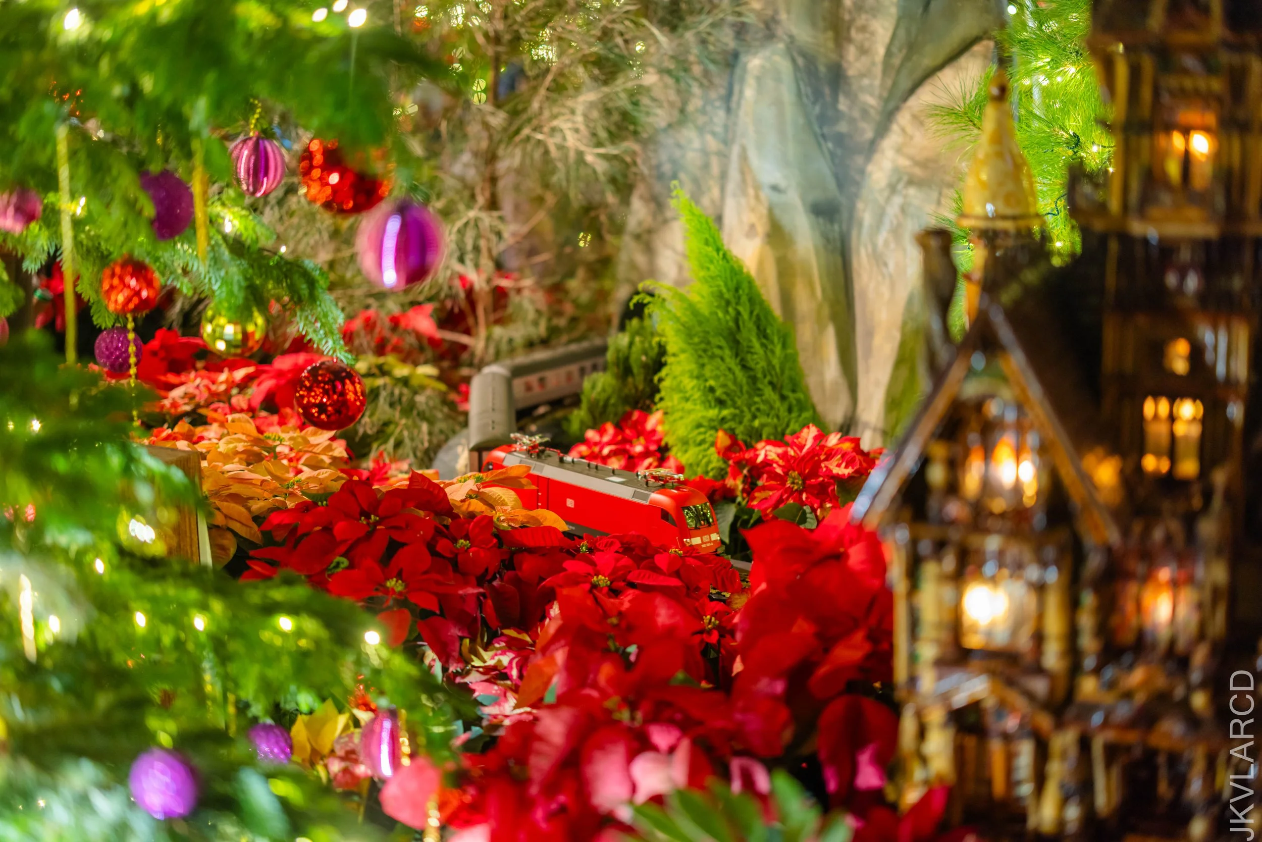 EOS R5_2024_12_07_0141.jpg