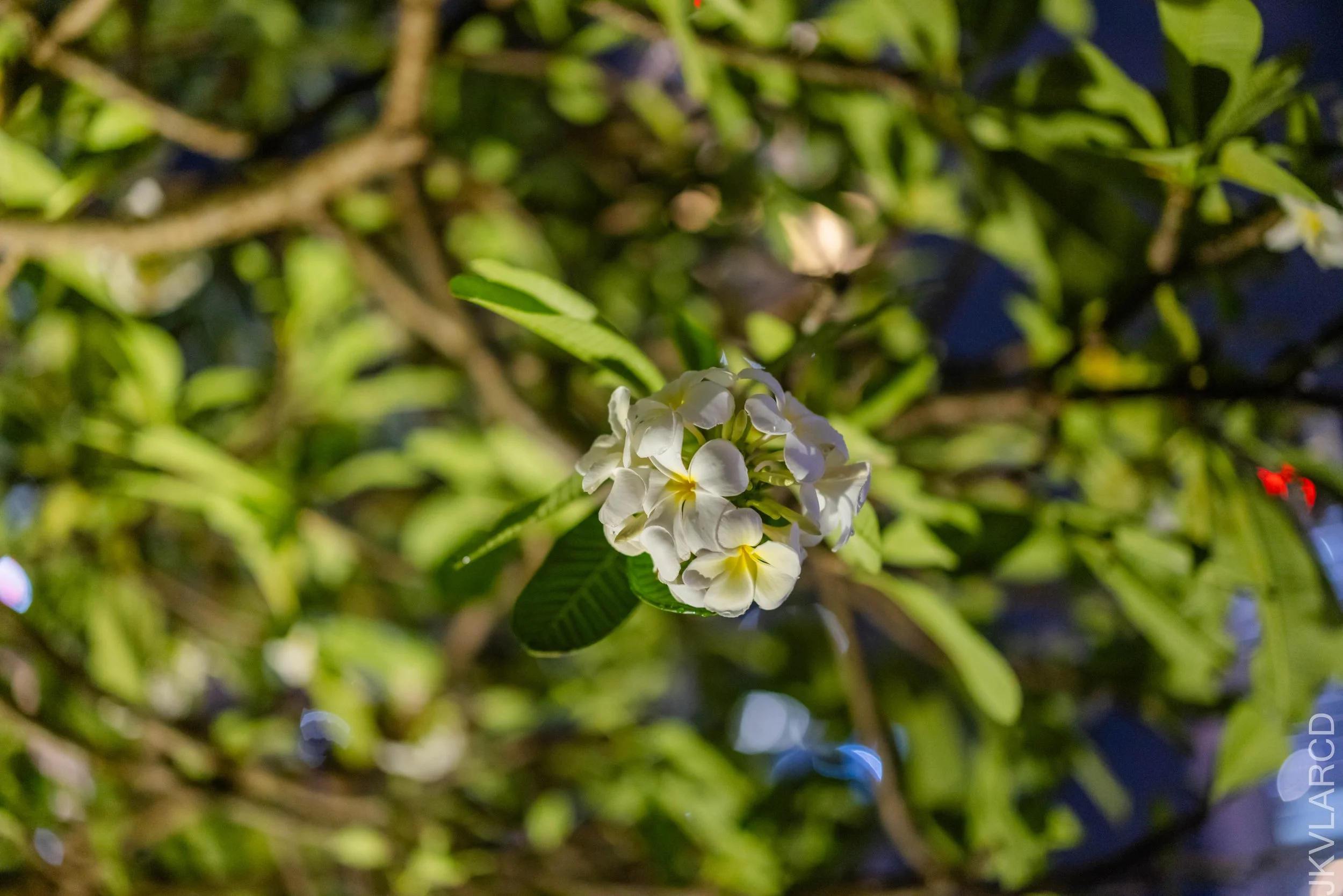 EOS R5_2025_04_12_0125.jpg