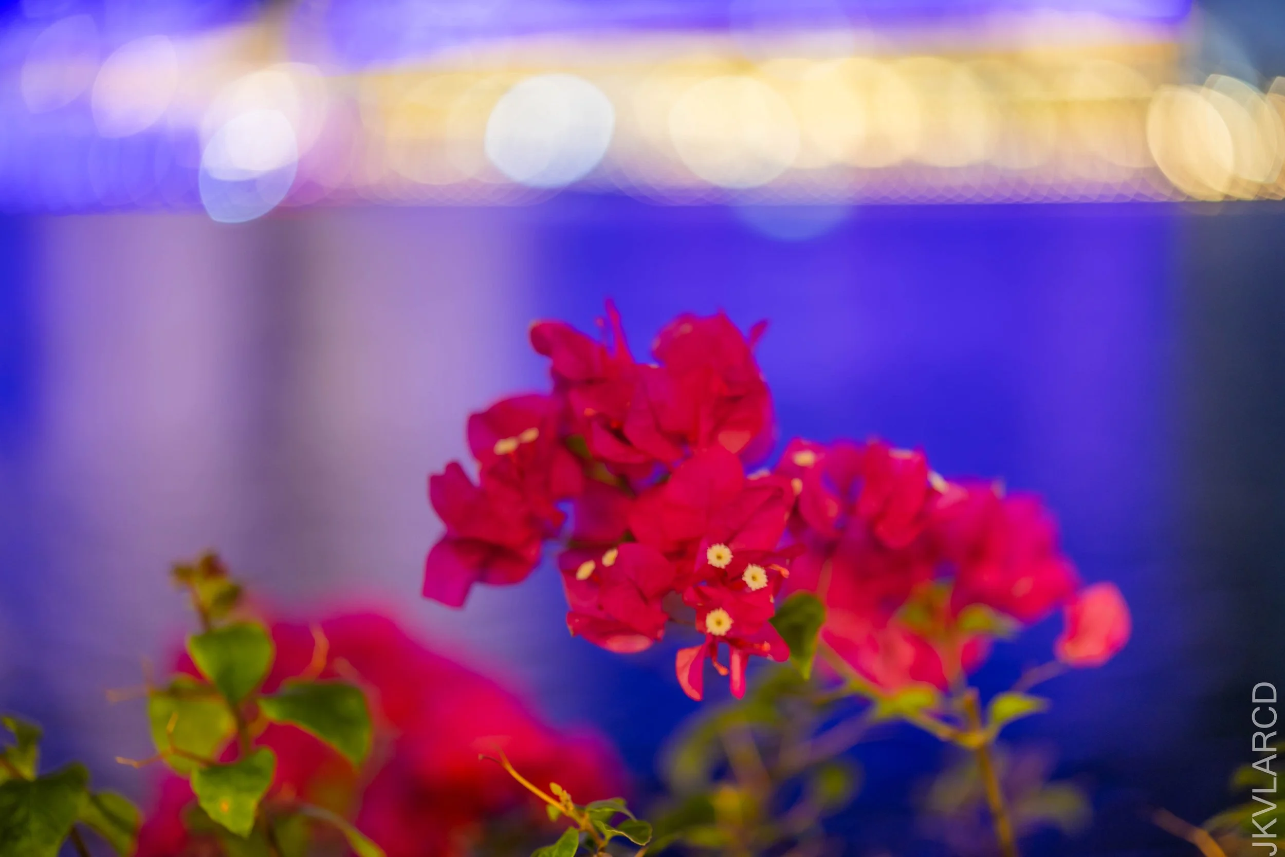 EOS R5_2025_10_11_0145.jpg