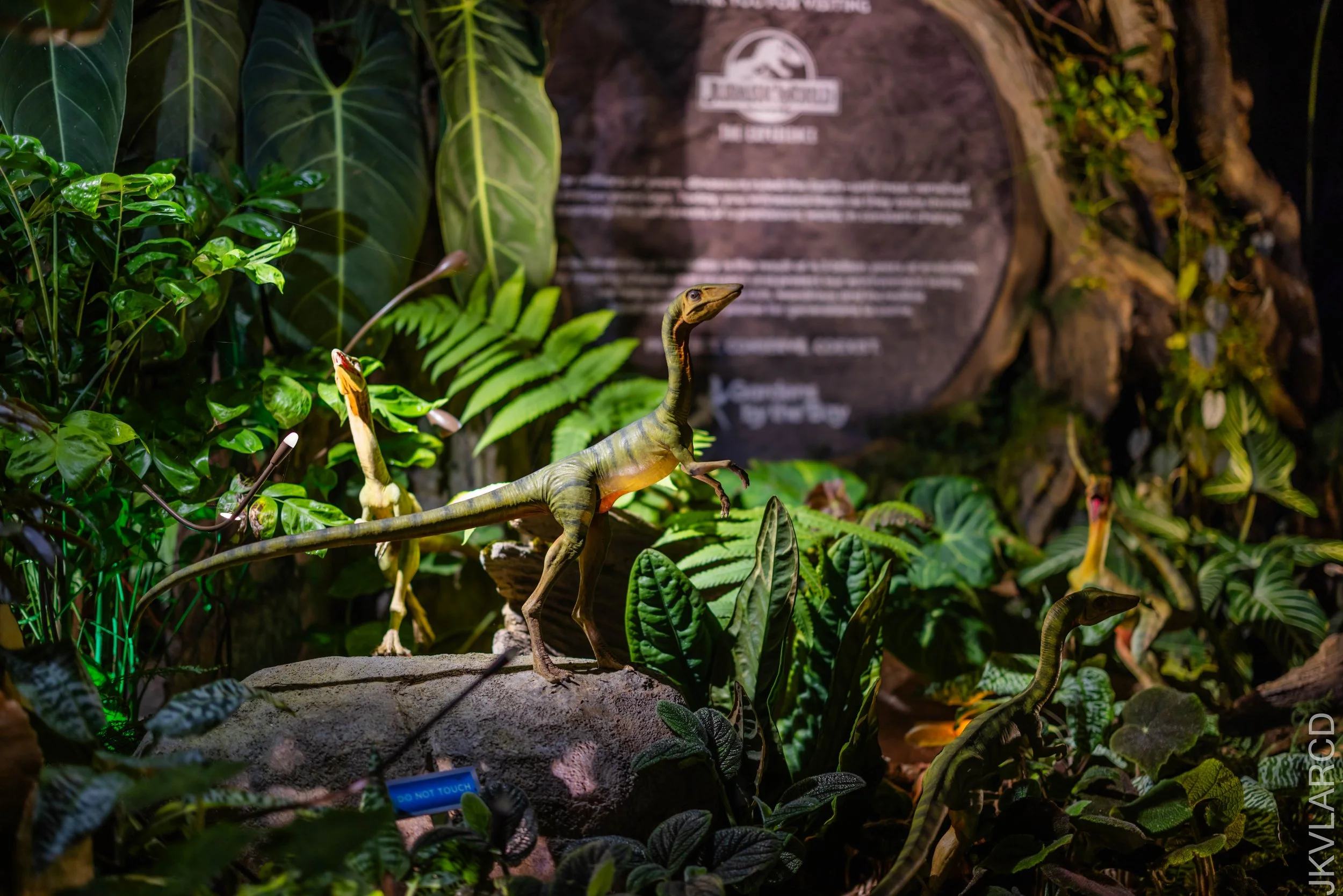 EOS R5_2025_11_22_0097.jpg