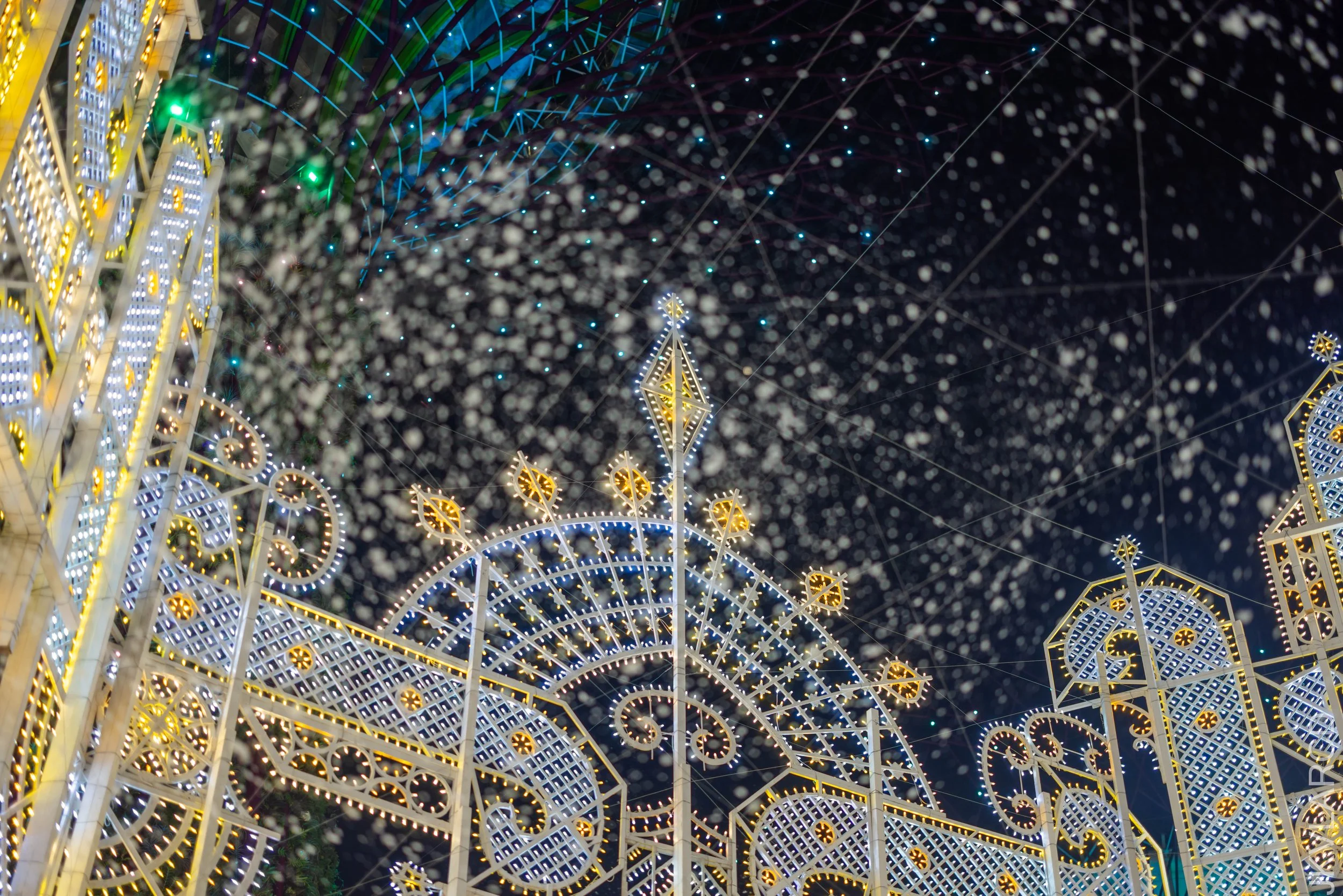 EOS R5_2025_12_19_0085.jpg