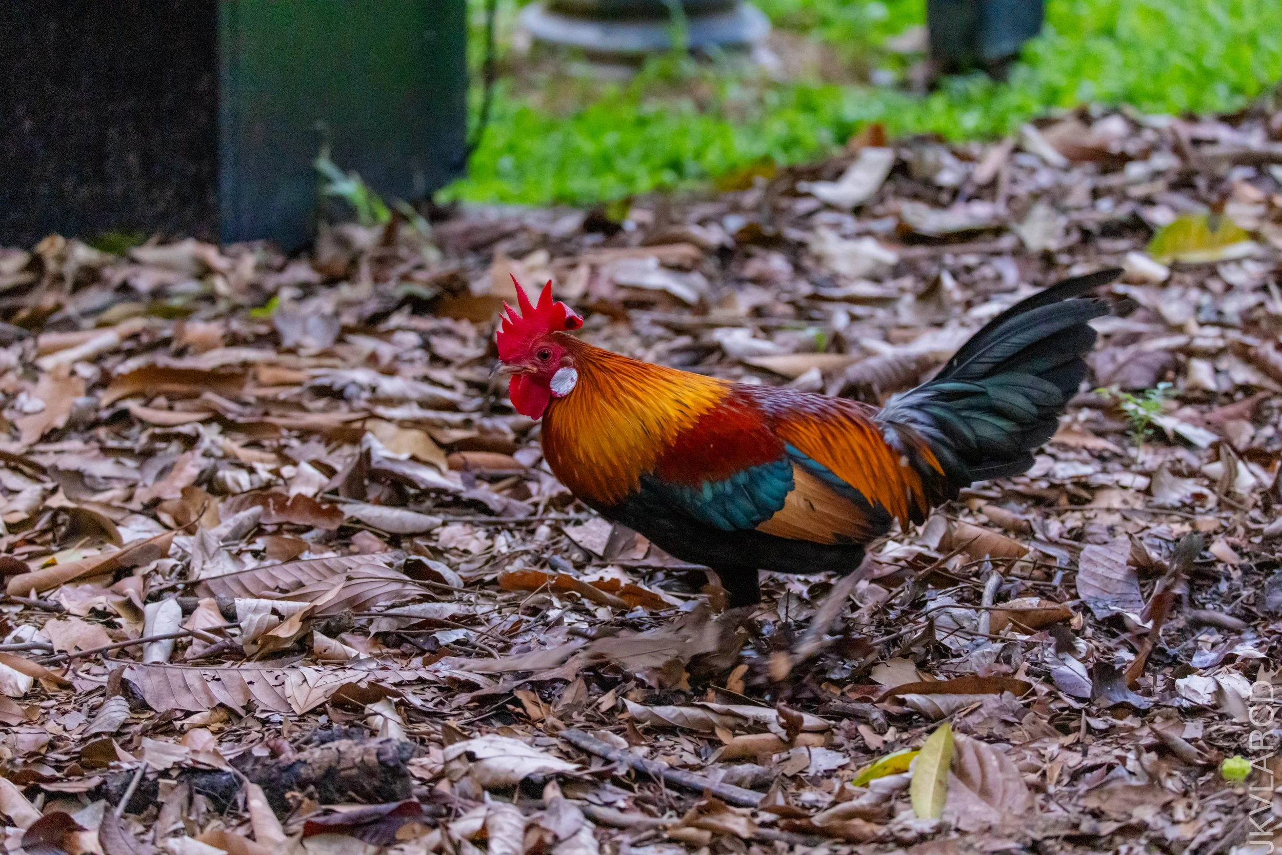 EOS R5_2026_02_21_0001.jpg