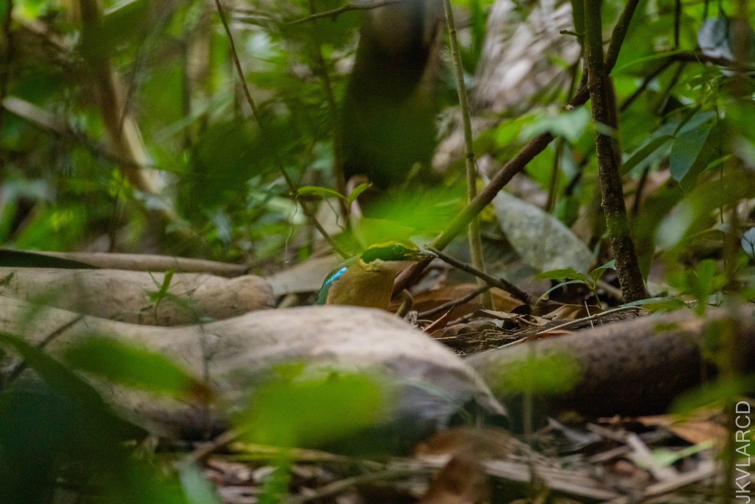 EOS R5_2026_02_21_0016.jpg