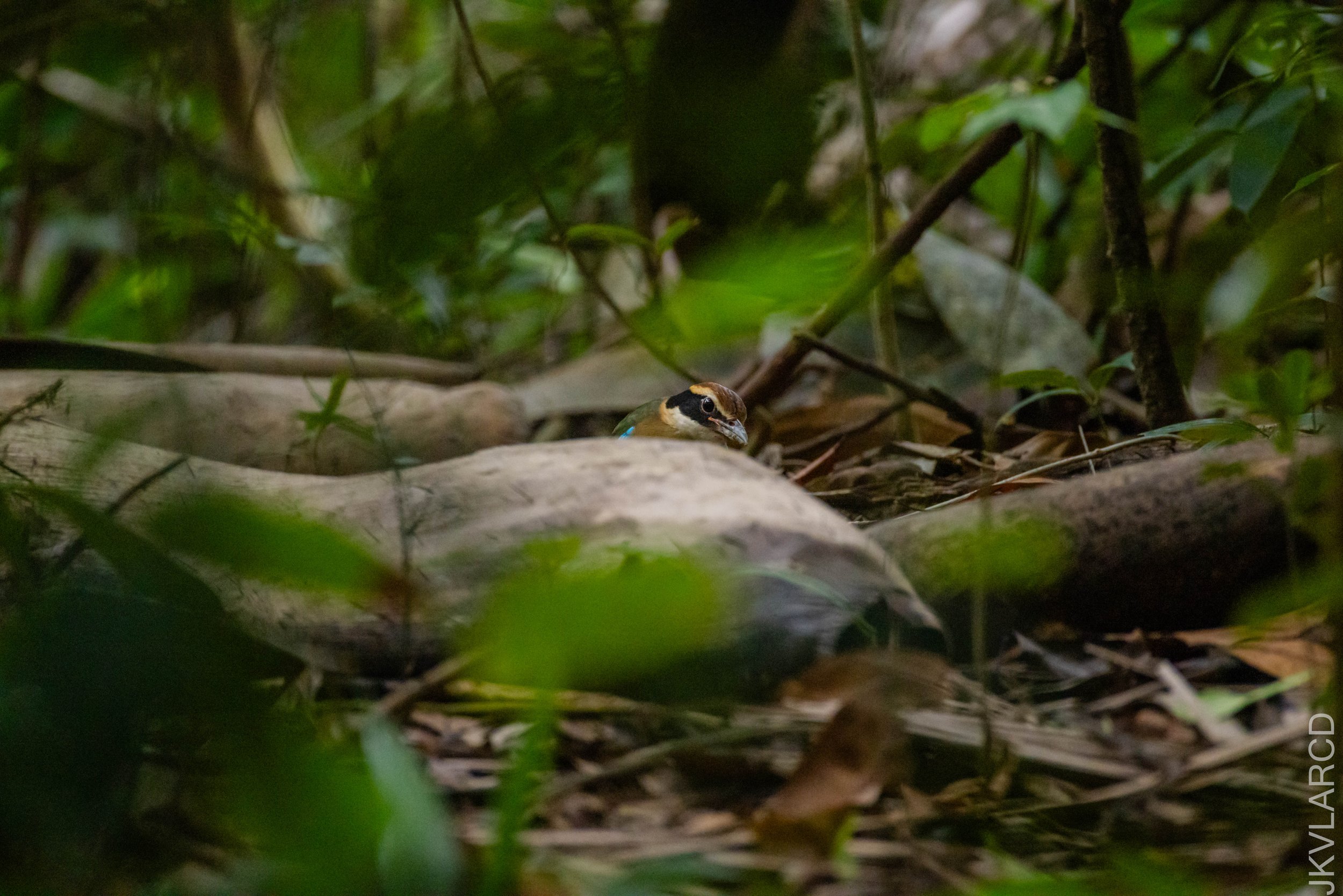 EOS R5_2026_02_21_0021.jpg