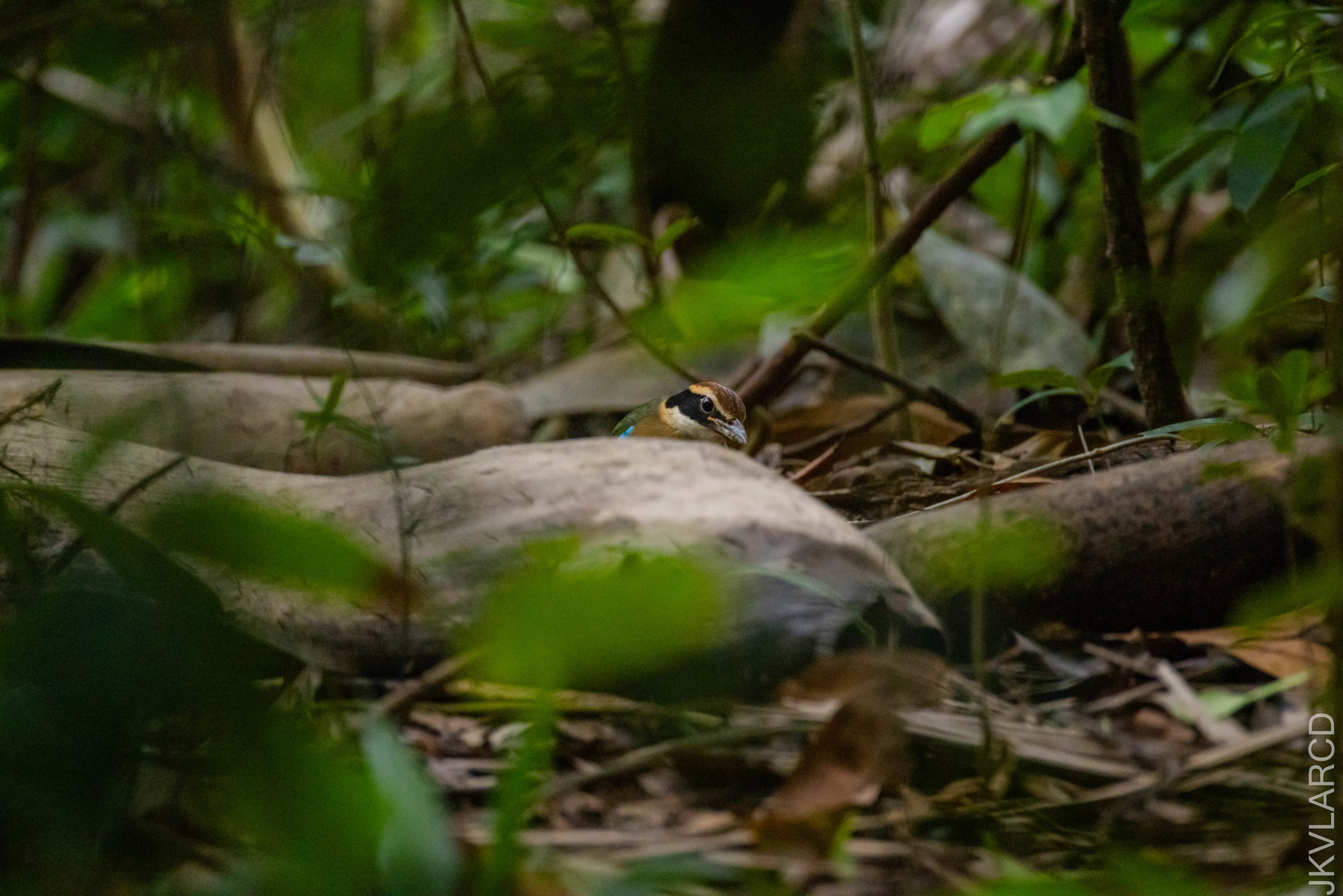 EOS R5_2026_02_21_0022.jpg