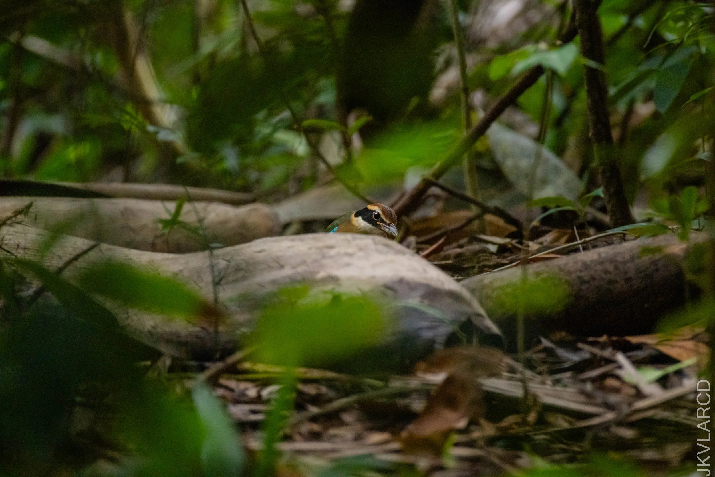 EOS R5_2026_02_21_0023.jpg