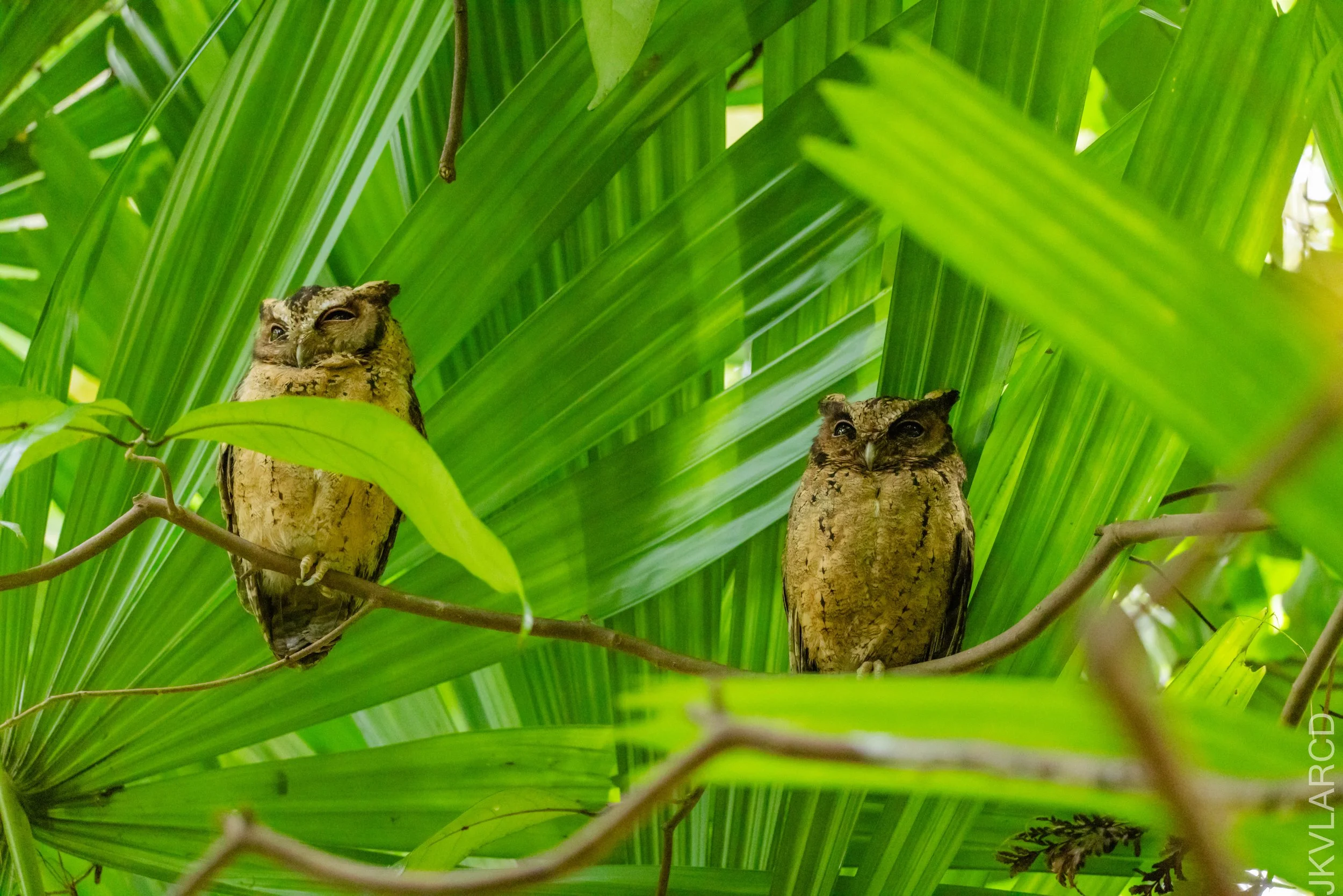 EOS R5_2026_02_21_0042.jpg