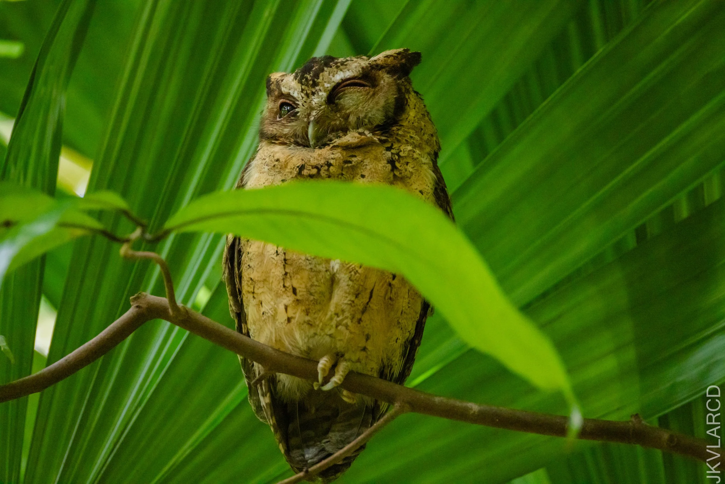 EOS R5_2026_02_21_0051.jpg