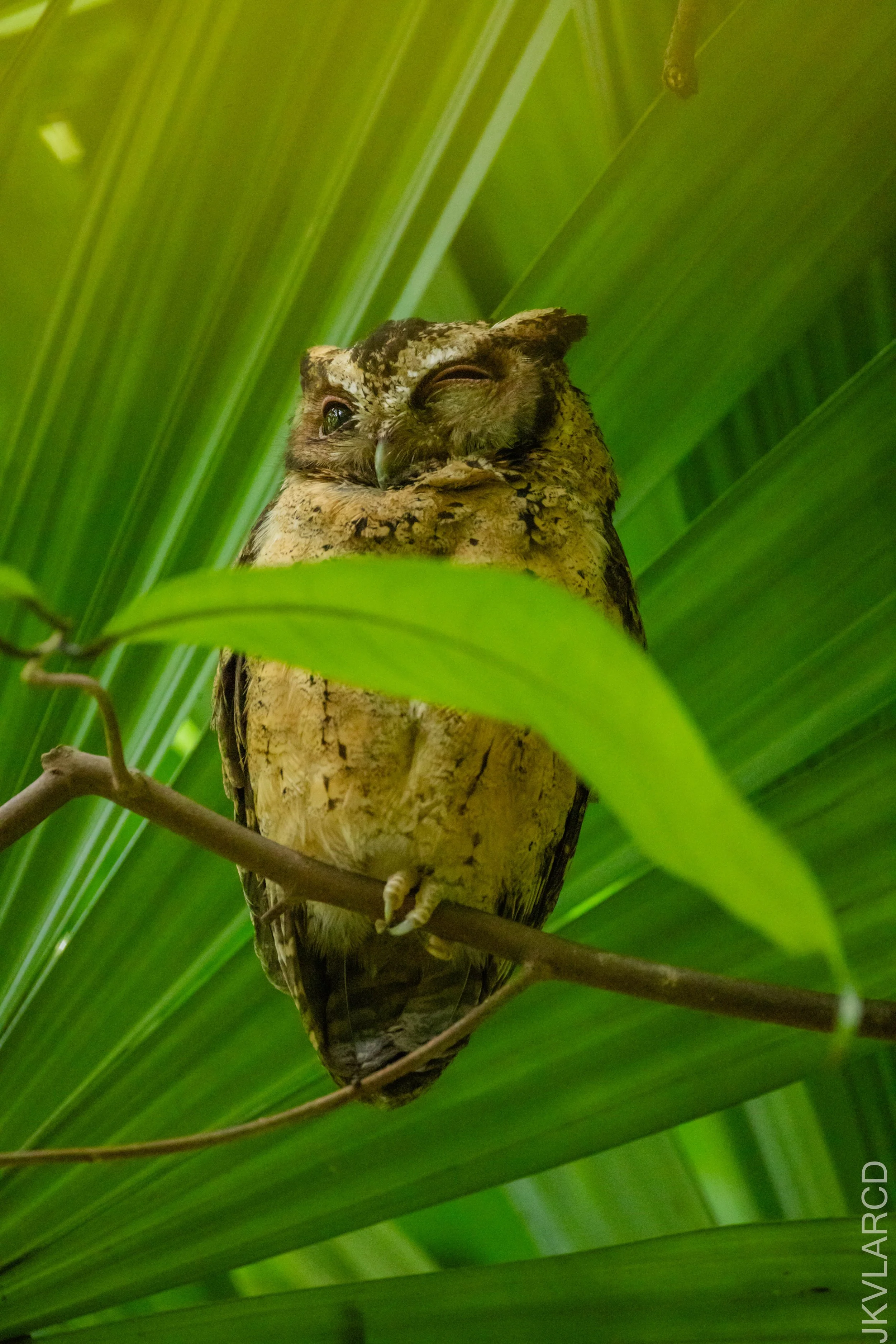 EOS R5_2026_02_21_0057.jpg