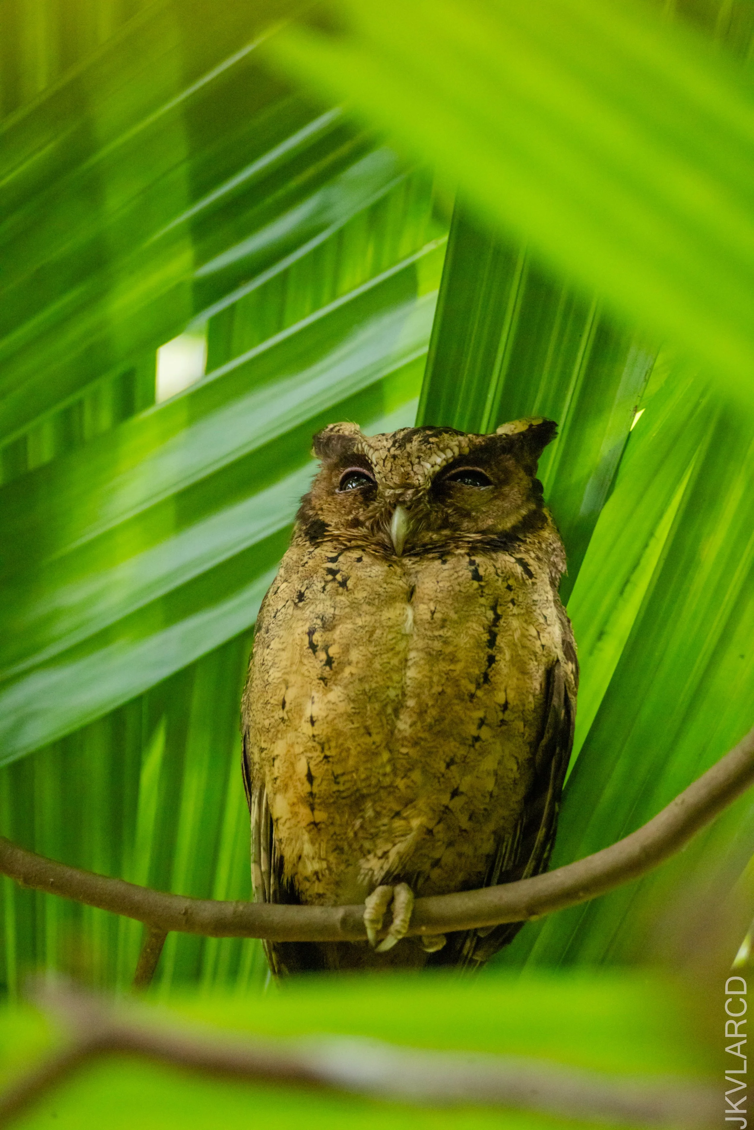 EOS R5_2026_02_21_0065.jpg