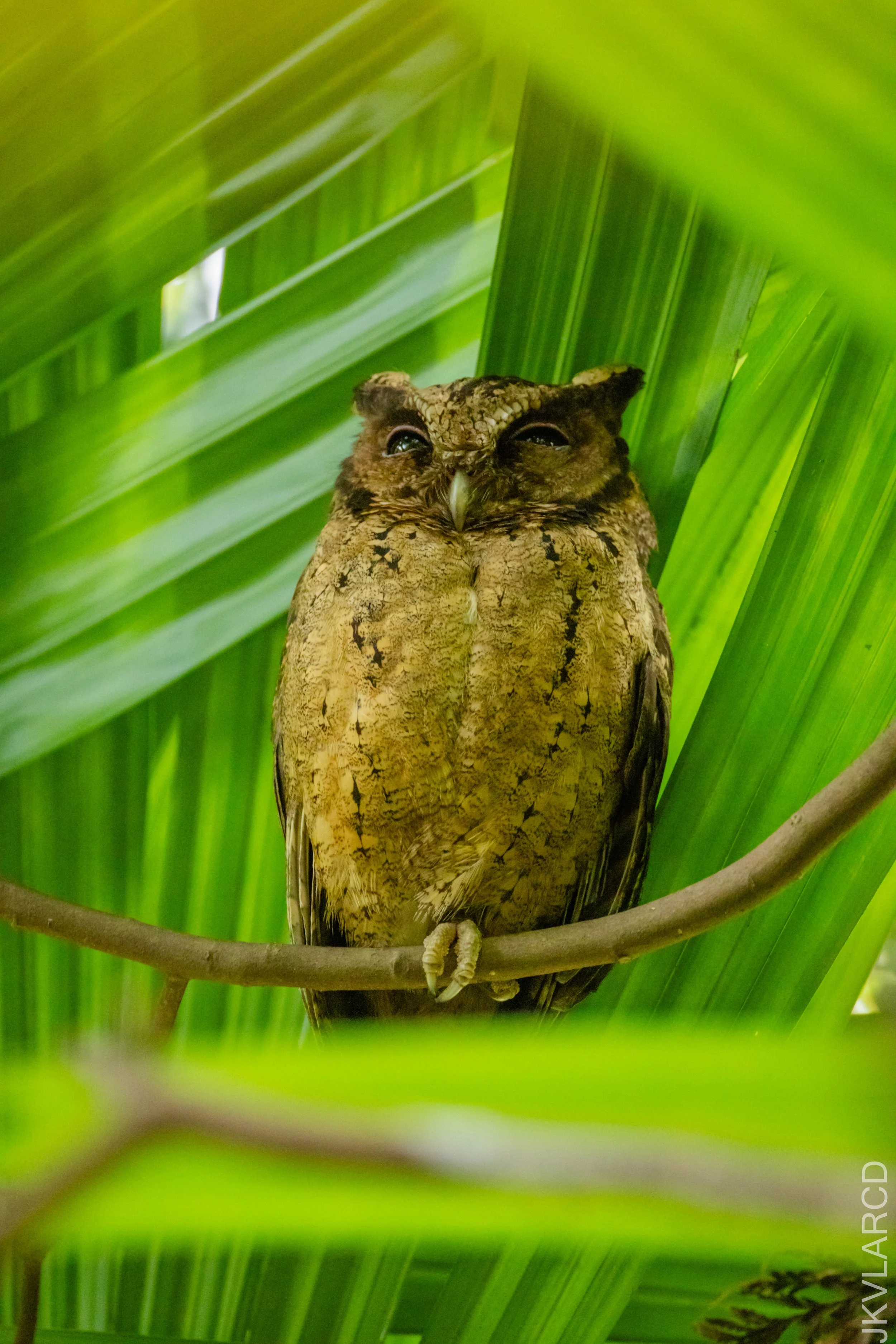 EOS R5_2026_02_21_0069.jpg