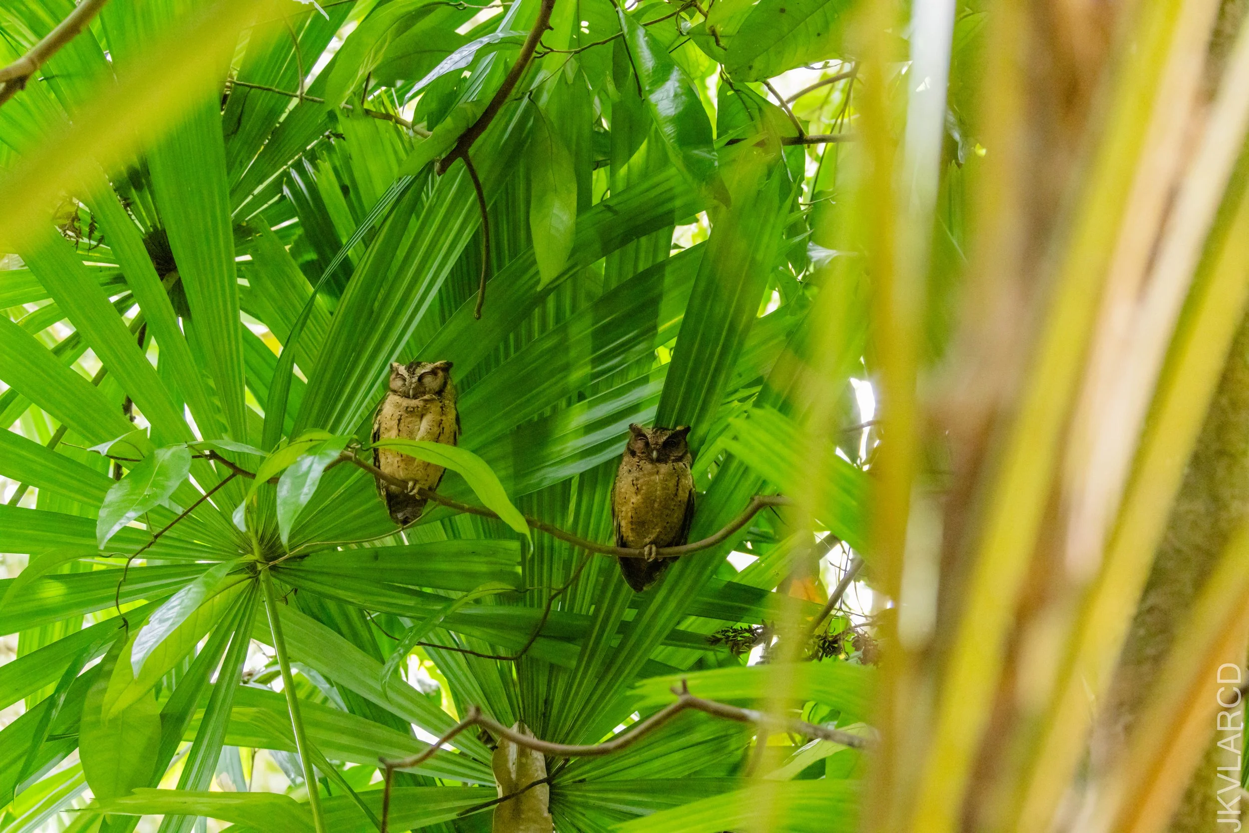 EOS R5_2026_02_21_0075.jpg