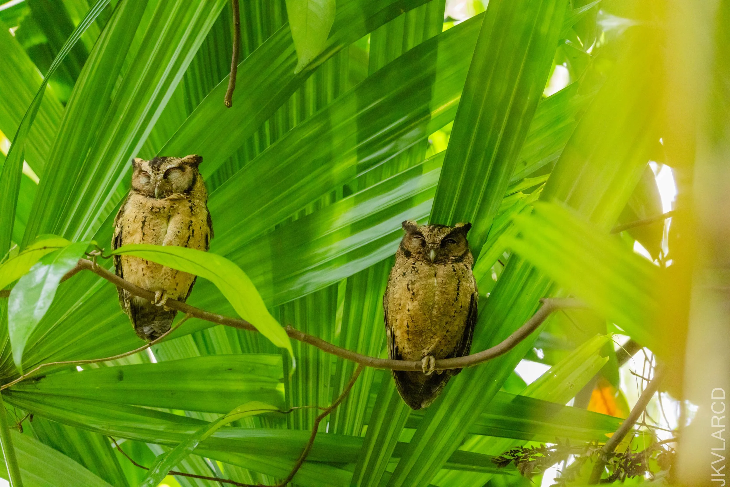 EOS R5_2026_02_21_0082.jpg