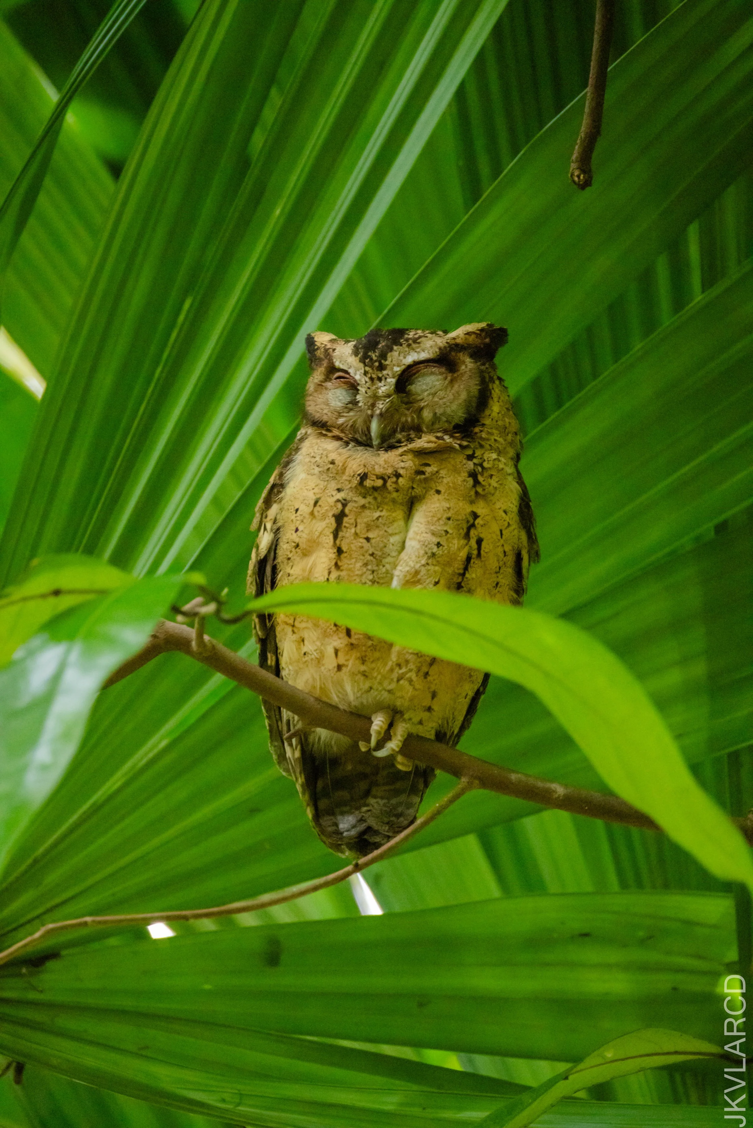 EOS R5_2026_02_21_0093.jpg