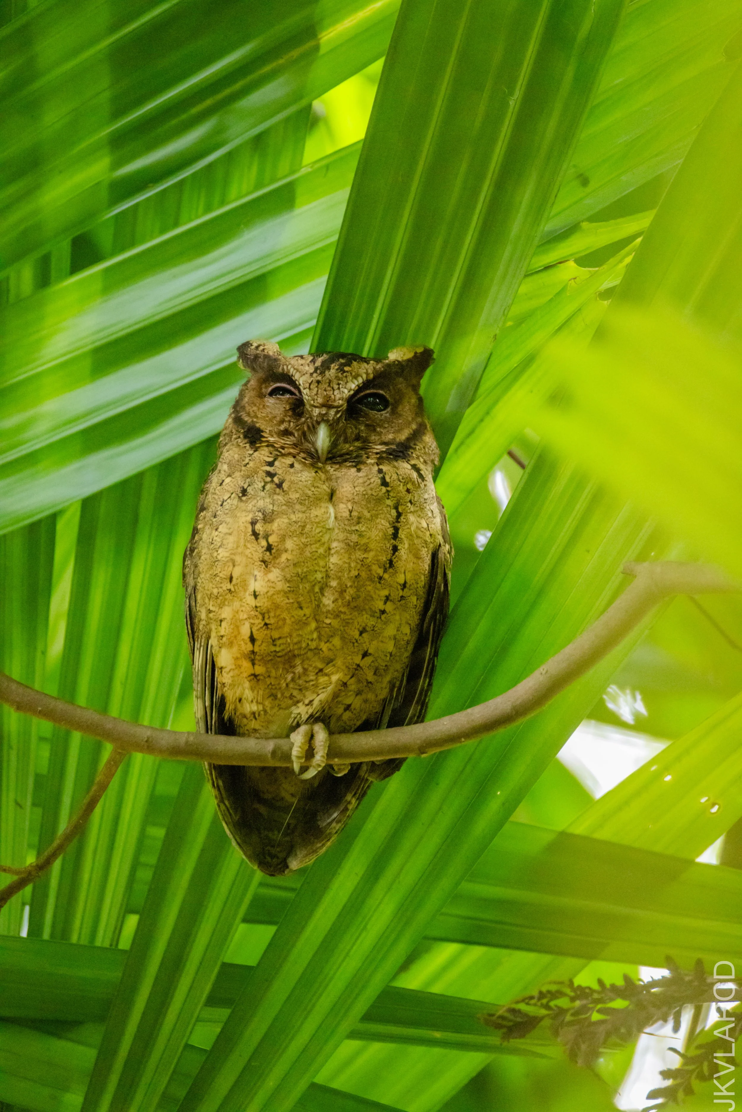 EOS R5_2026_02_21_0096.jpg